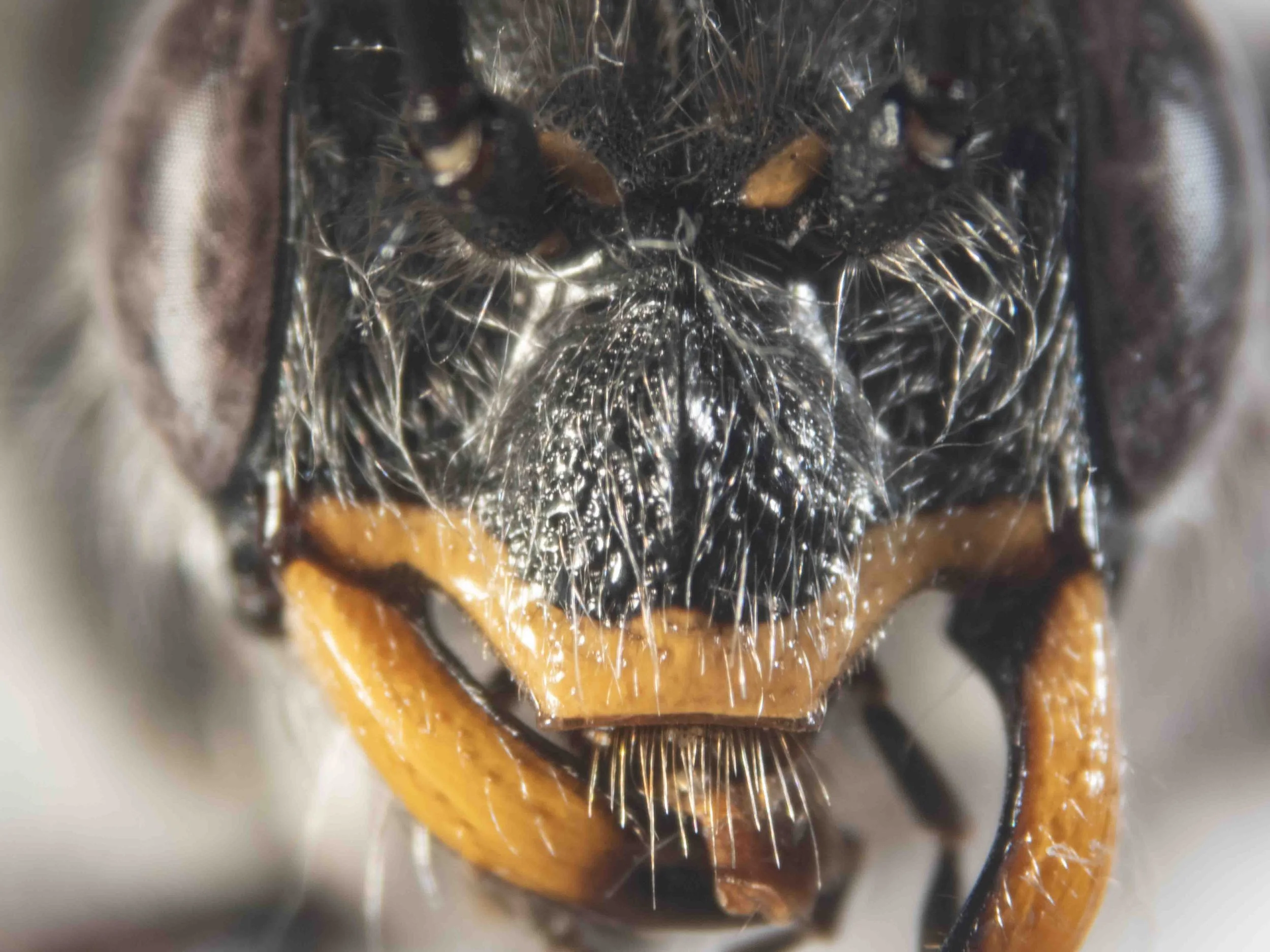 clypeus (viewed anteriorly)