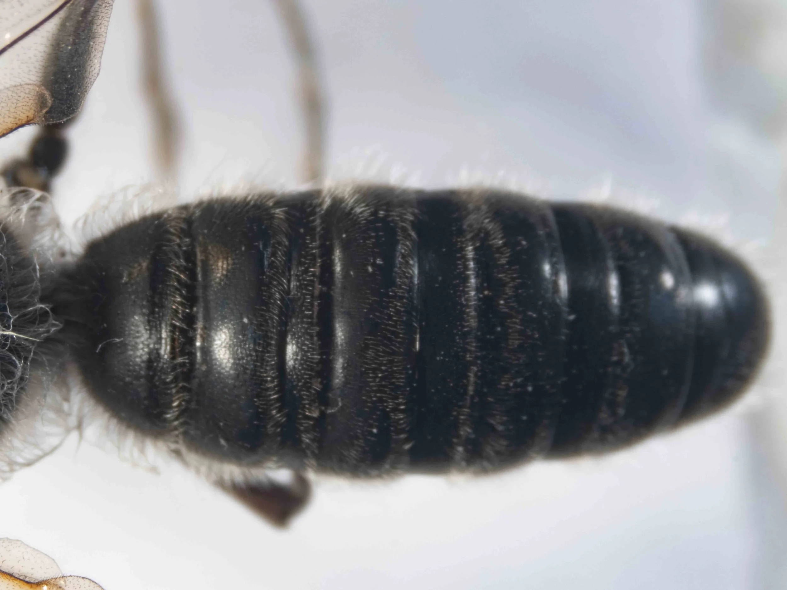 metasoma (viewed dorsally)