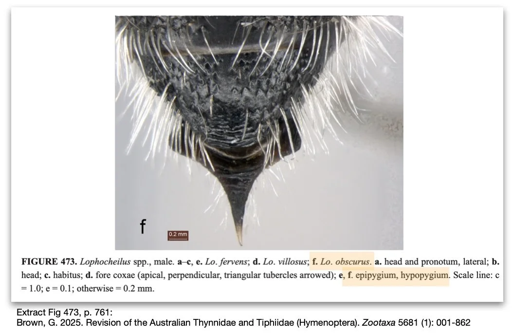 Lophocheilus obscurus figure.jpg