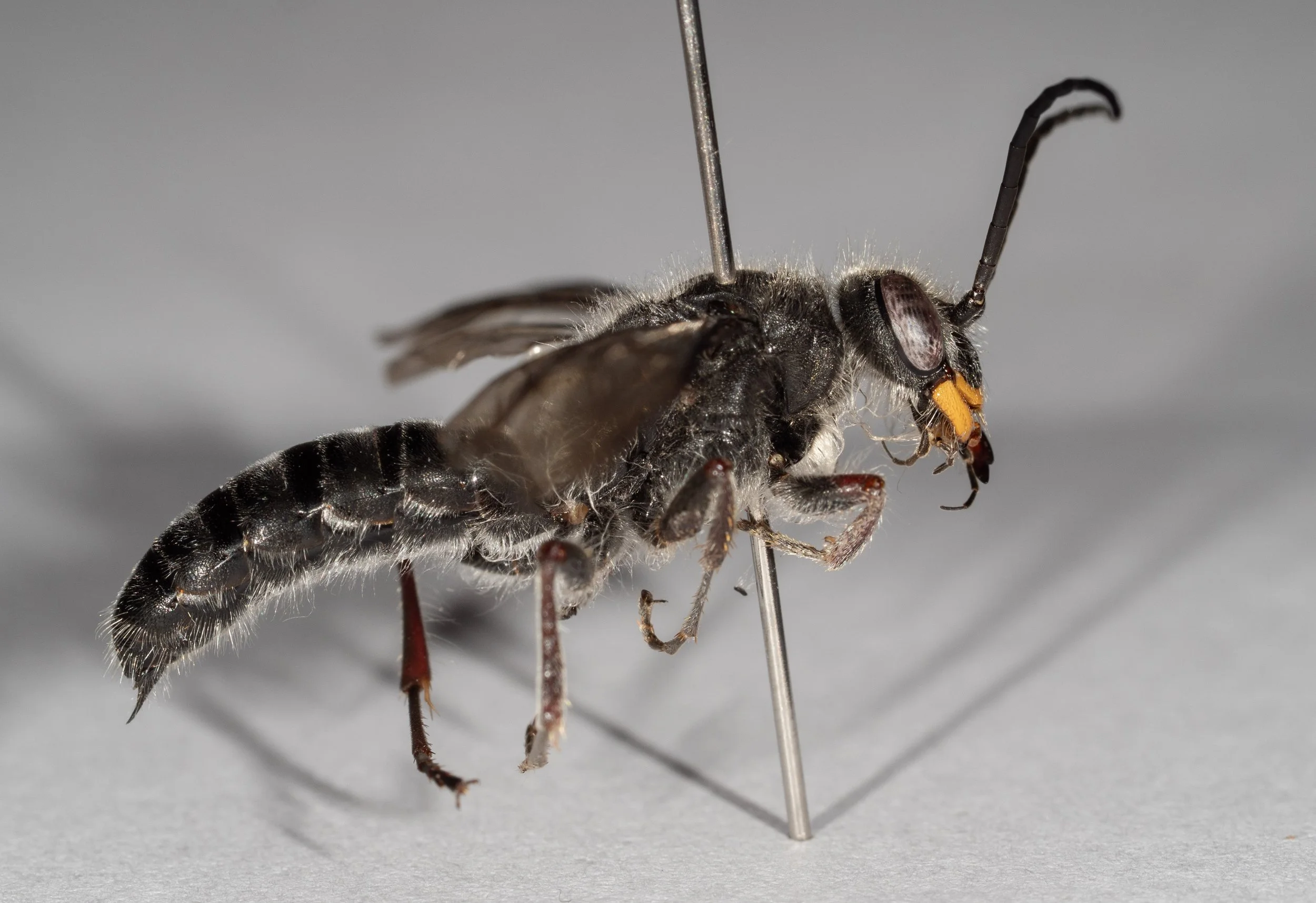 Lophocheilus obscurus group (specimen #034)