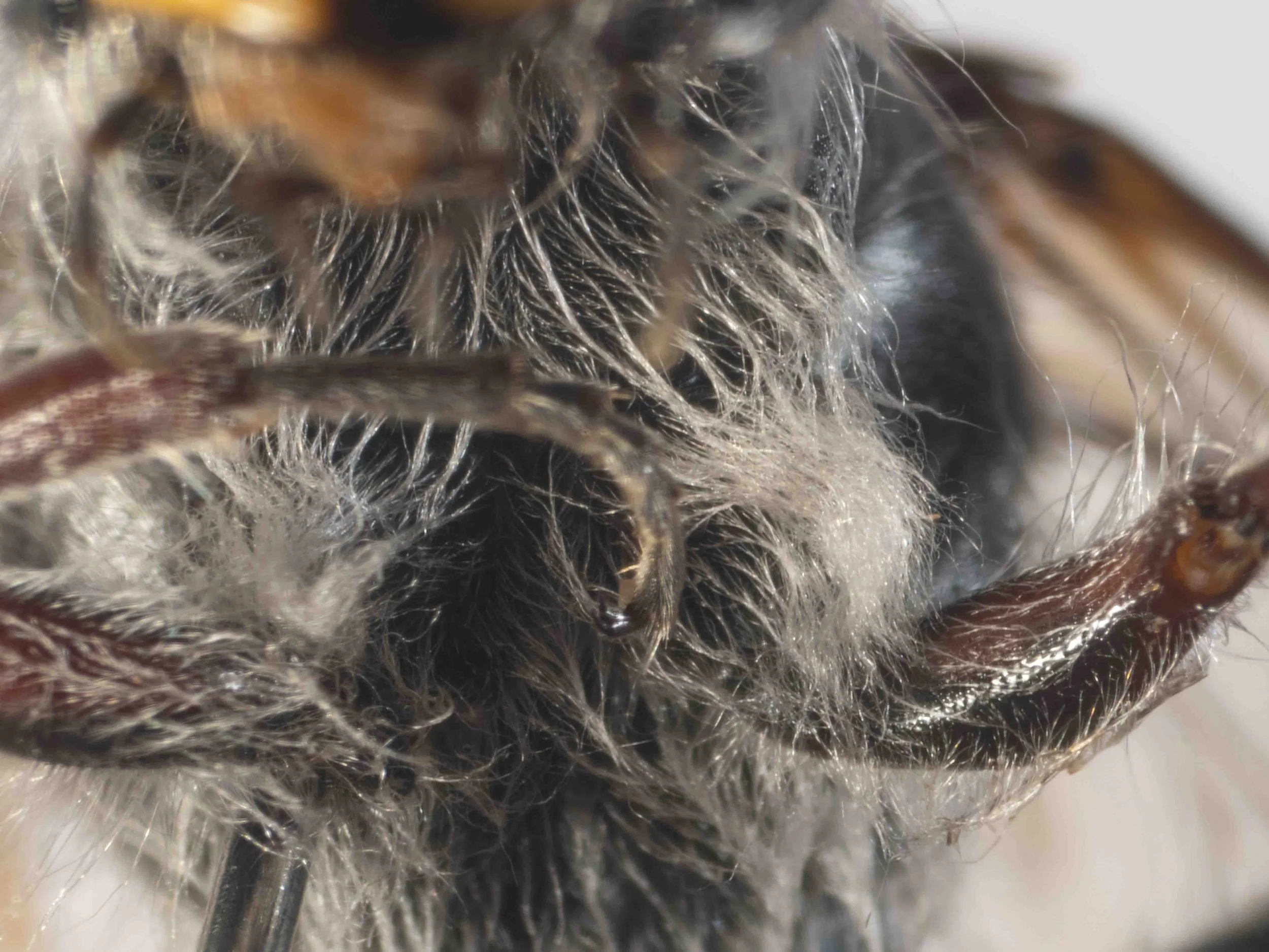 base of front legs (ventral view)