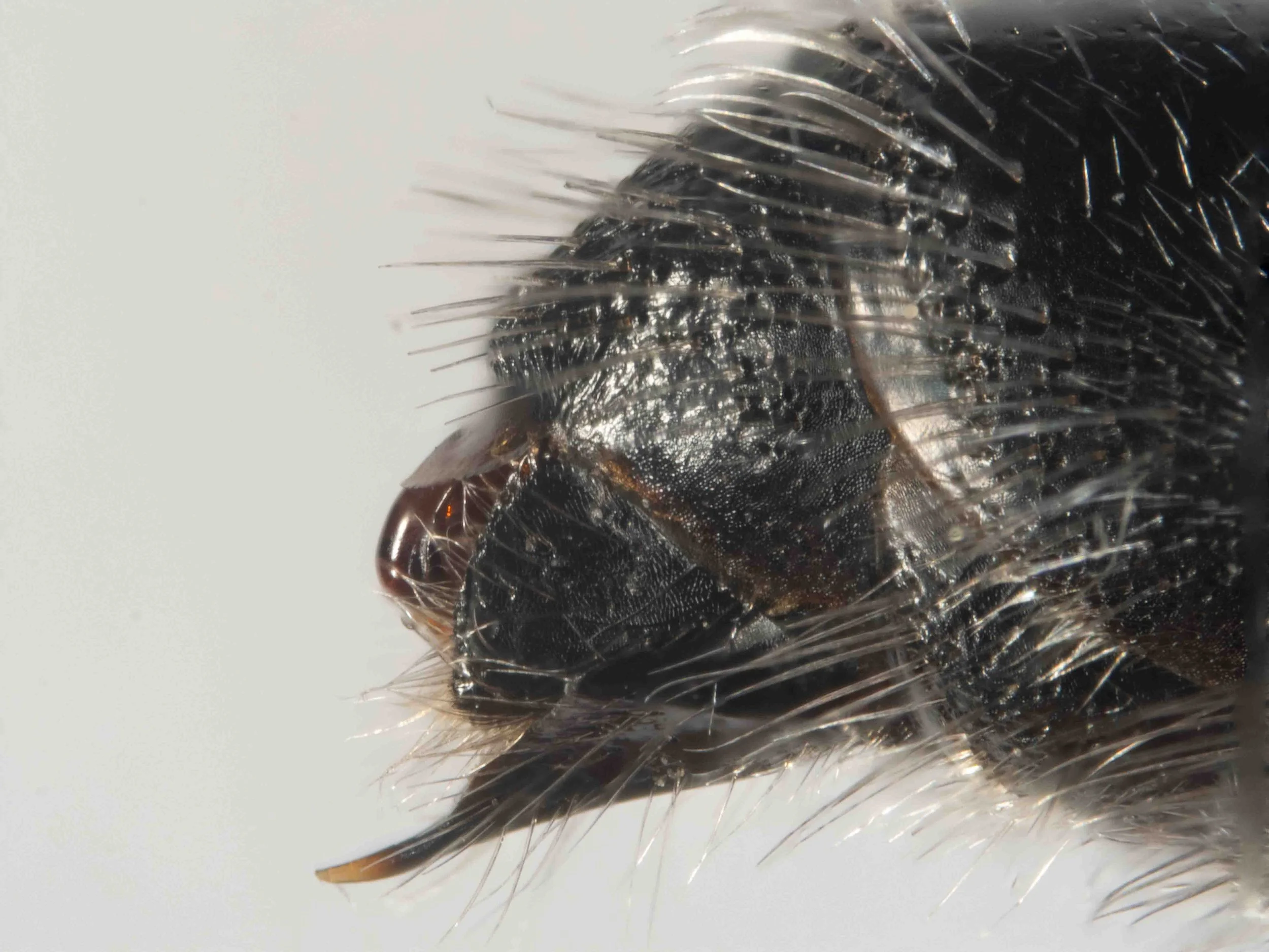 terminalia (lateral view)