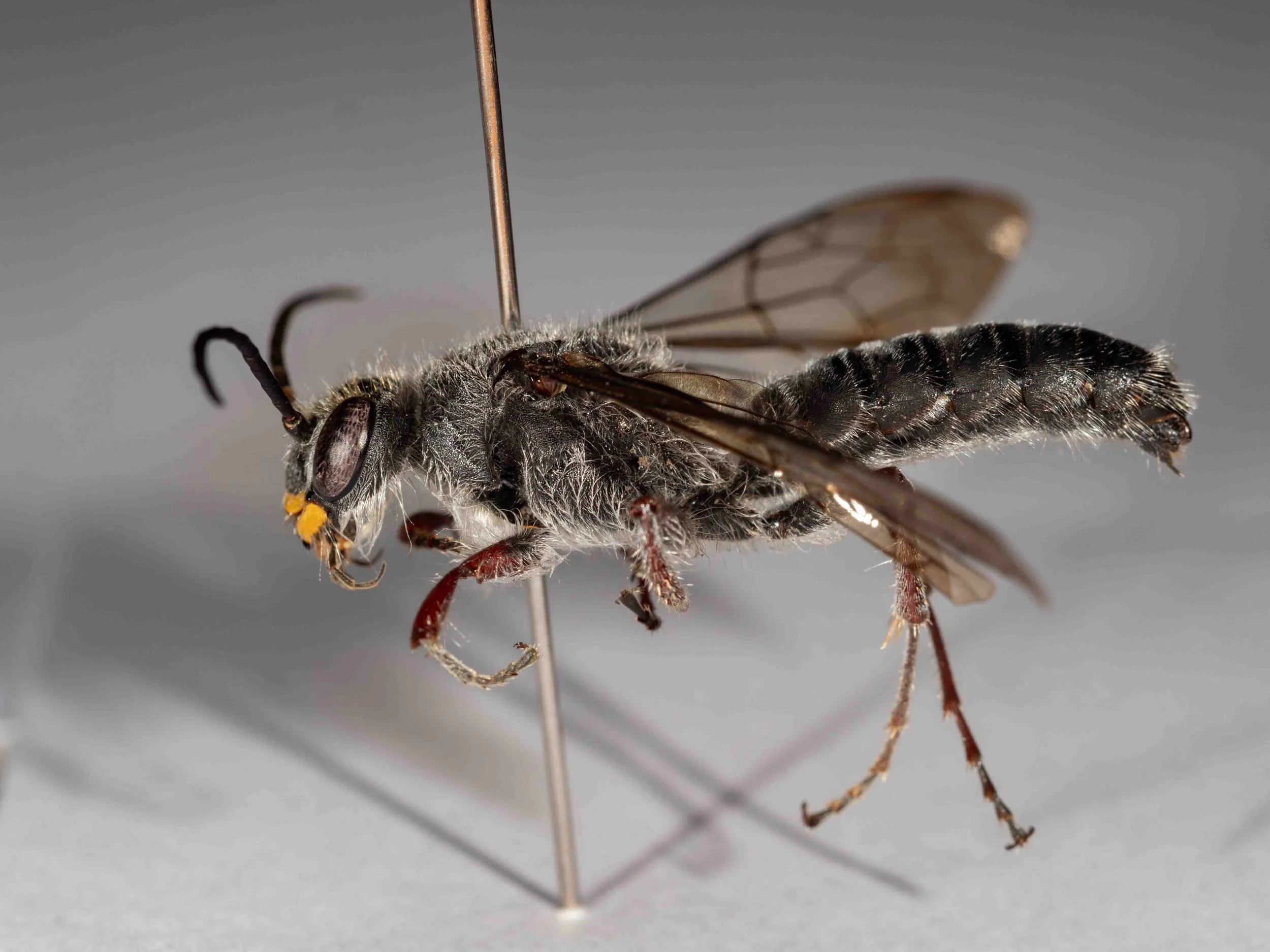 Lophocheilus obscurus group (various specimens)