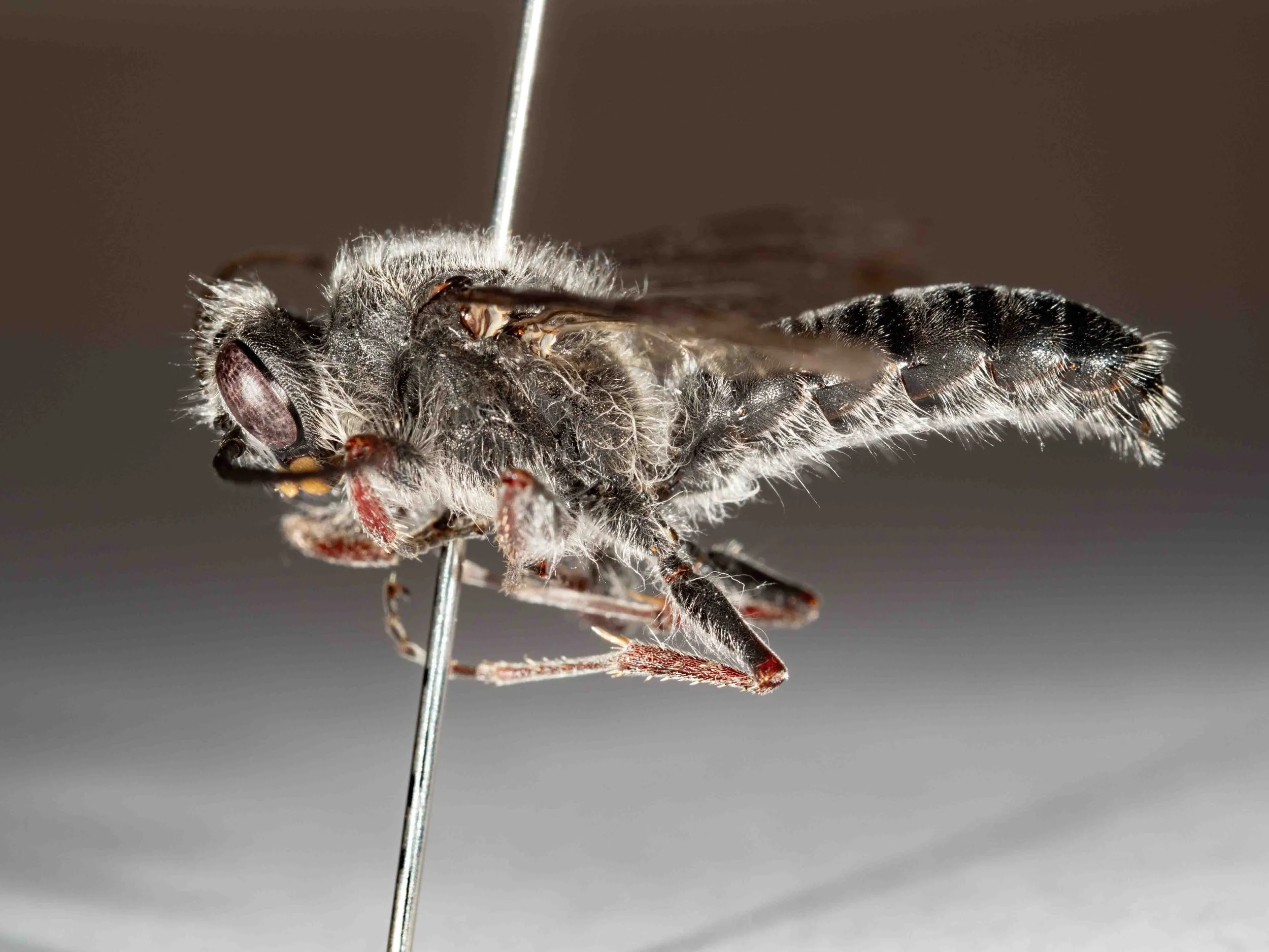  head-body length 20mm 
