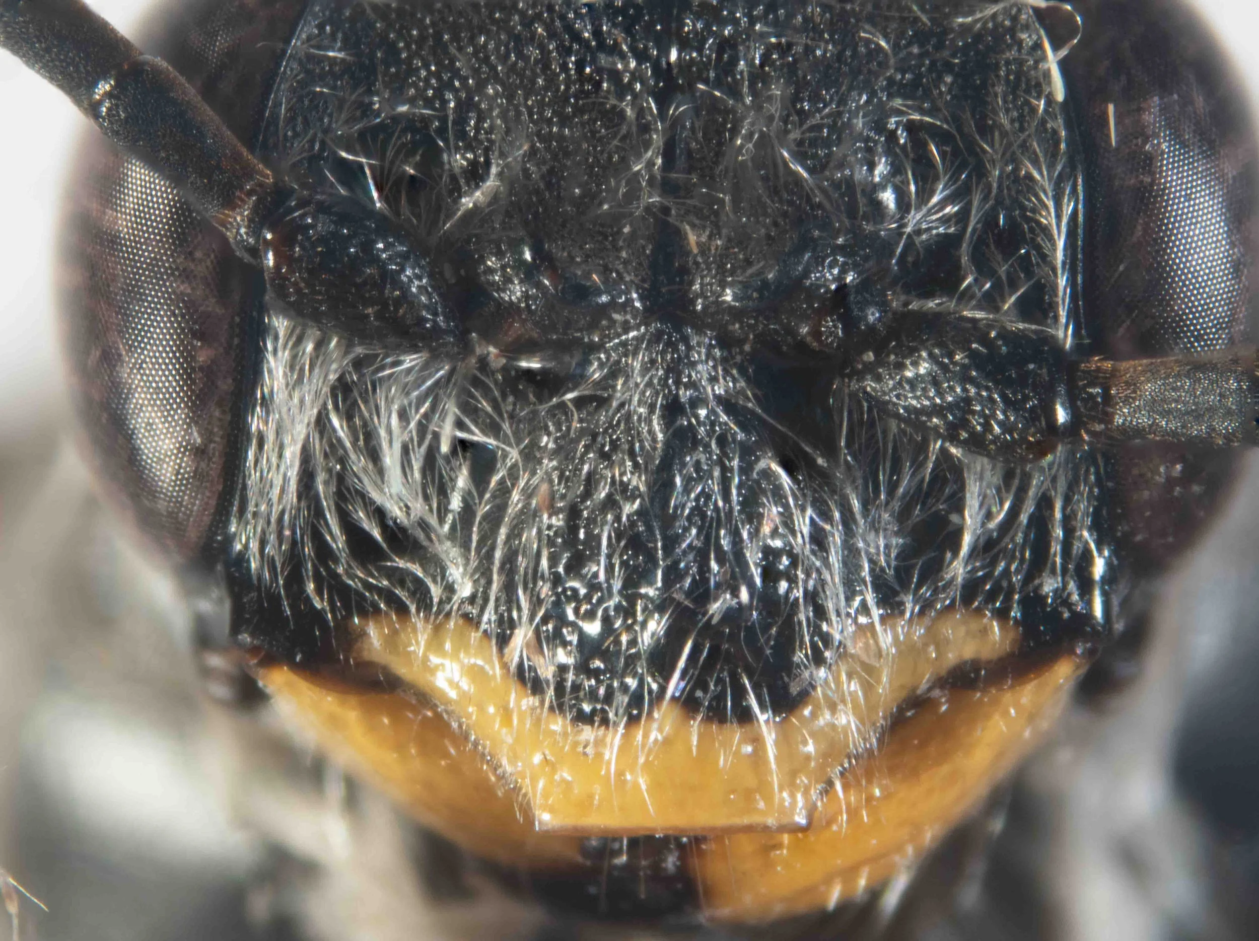  note the absence of yellow marks on the antennal prominence 