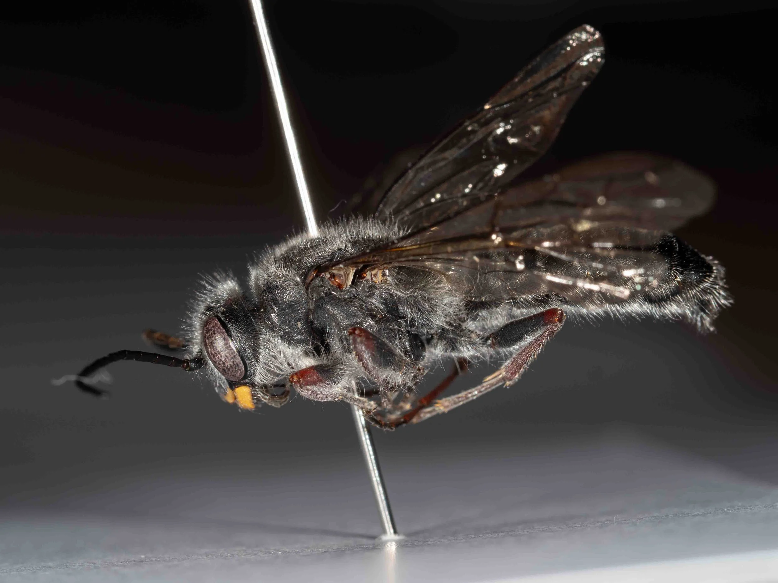  head-body length 20mm 