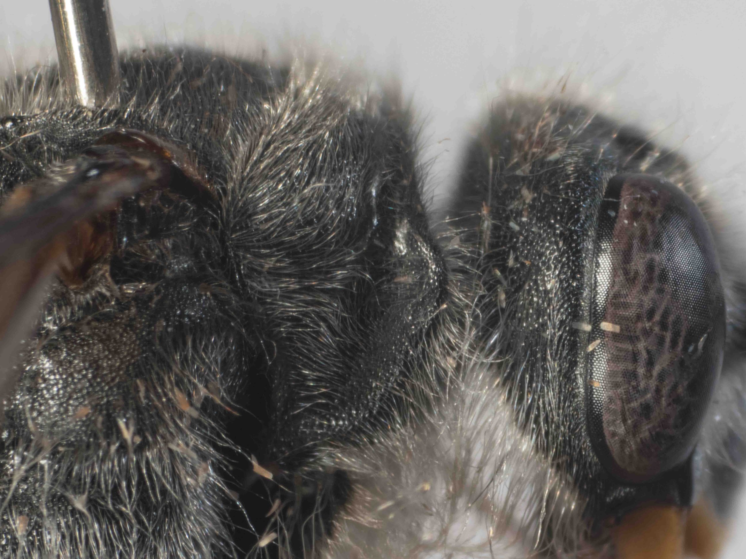 pronotum (lateral view)