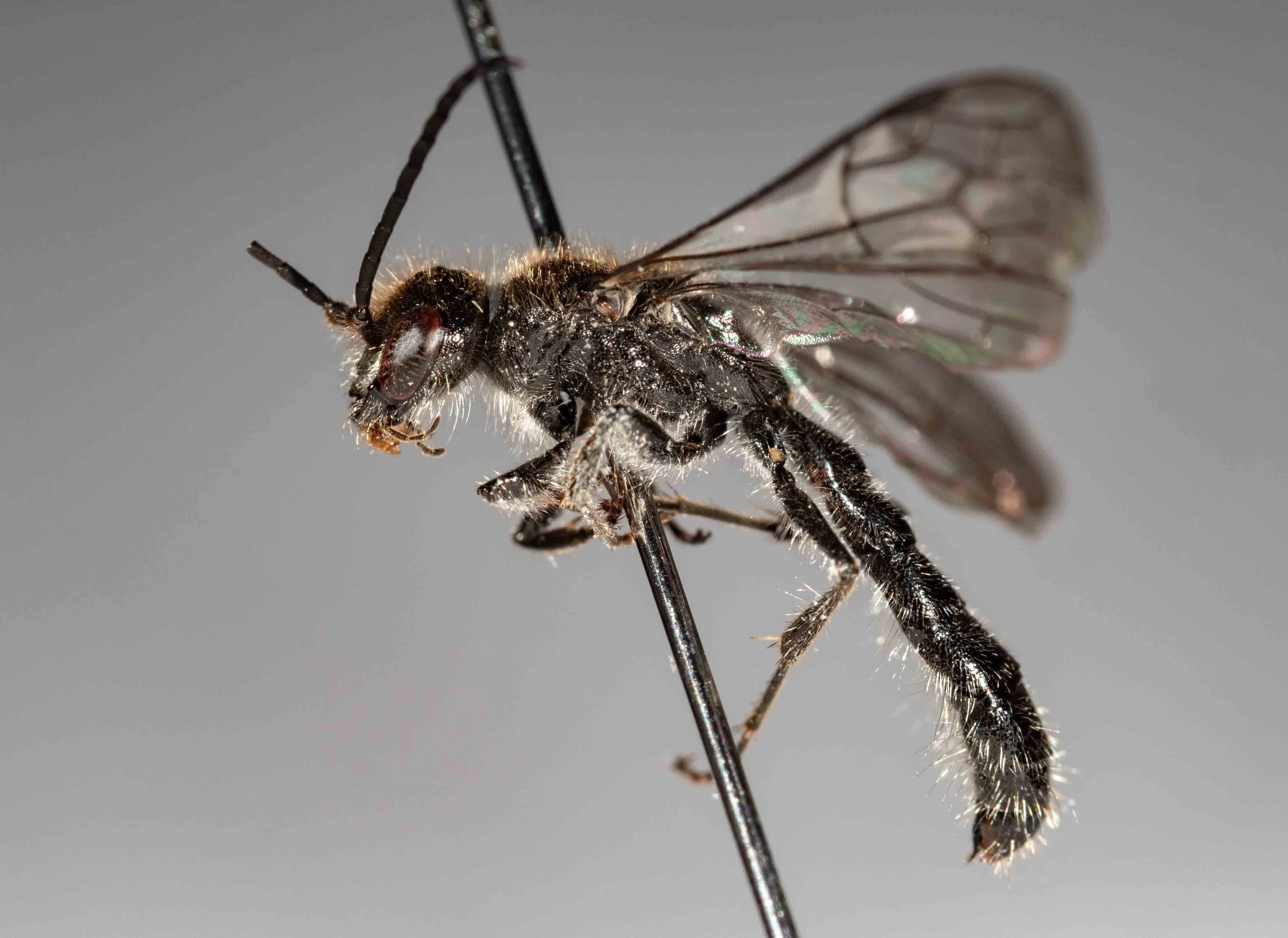 Phymatothynnus (specimen #042)
