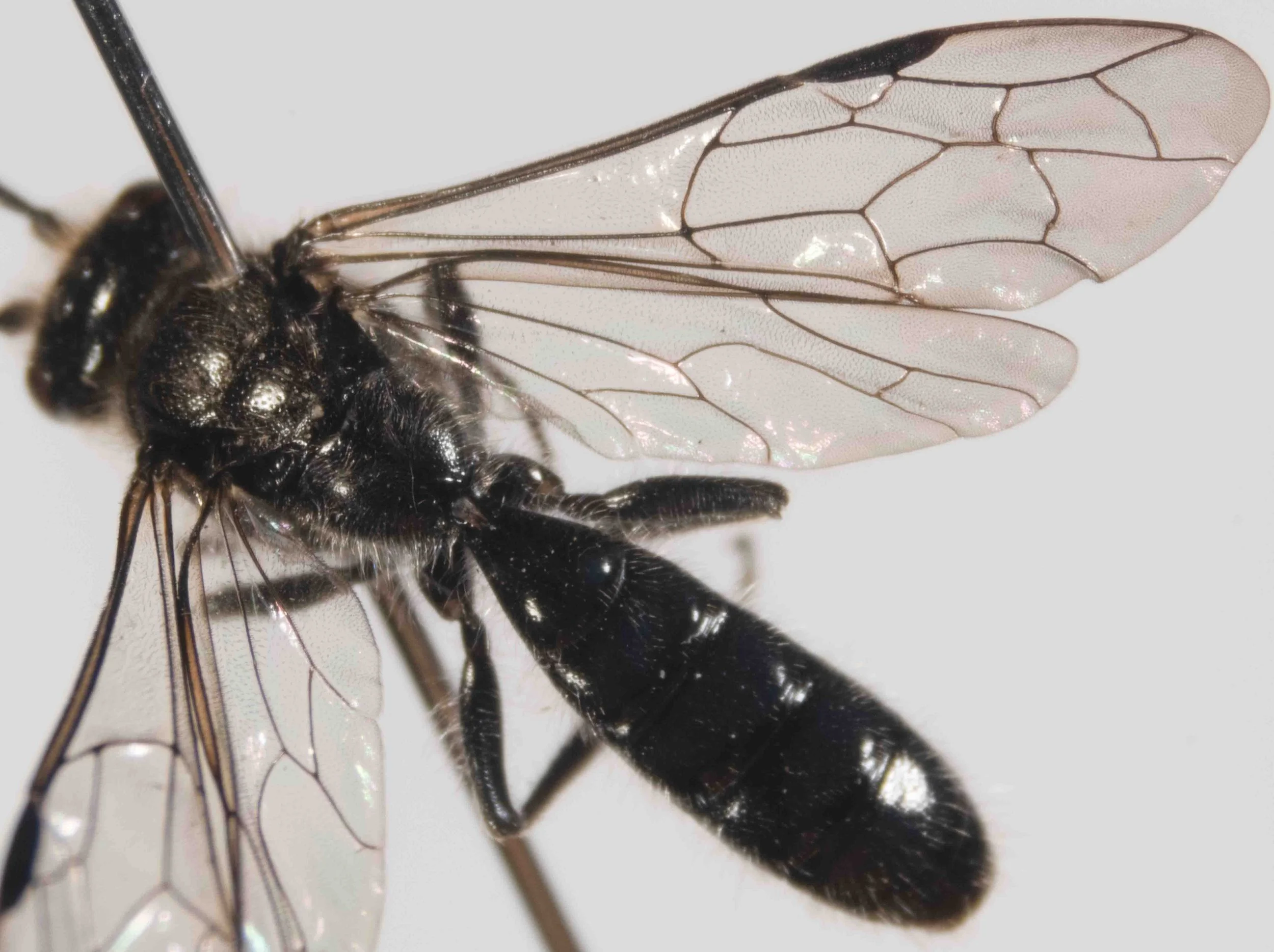  head-body length 11mm 