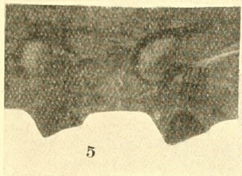  saw Morice Pl. XV, Fig. 5 