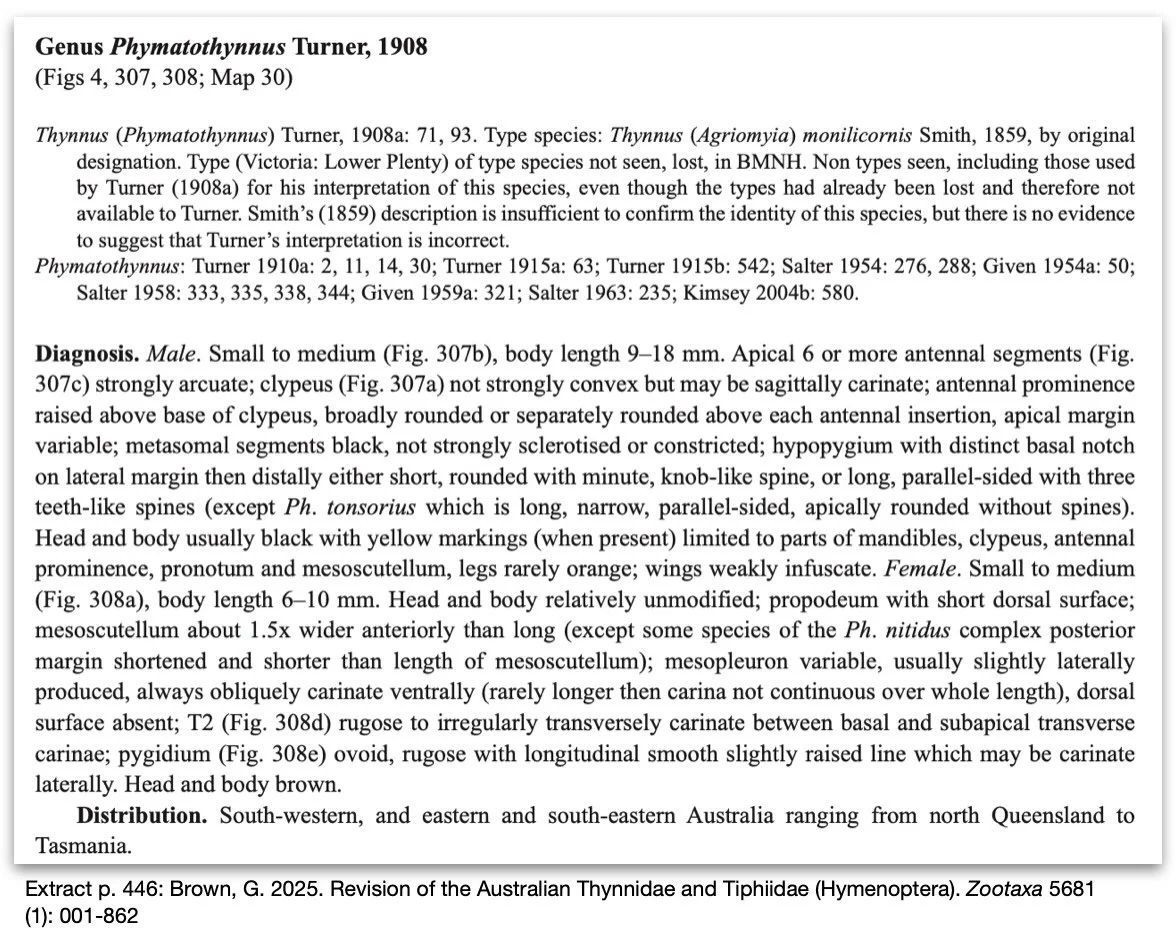 Phtmatothynnus Brown 2025 p. 446 description extract.jpg