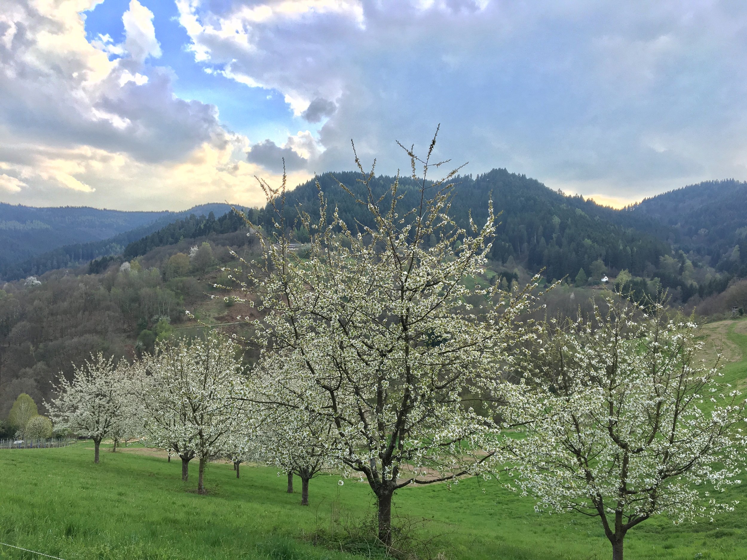 Spring in the Black Forest
