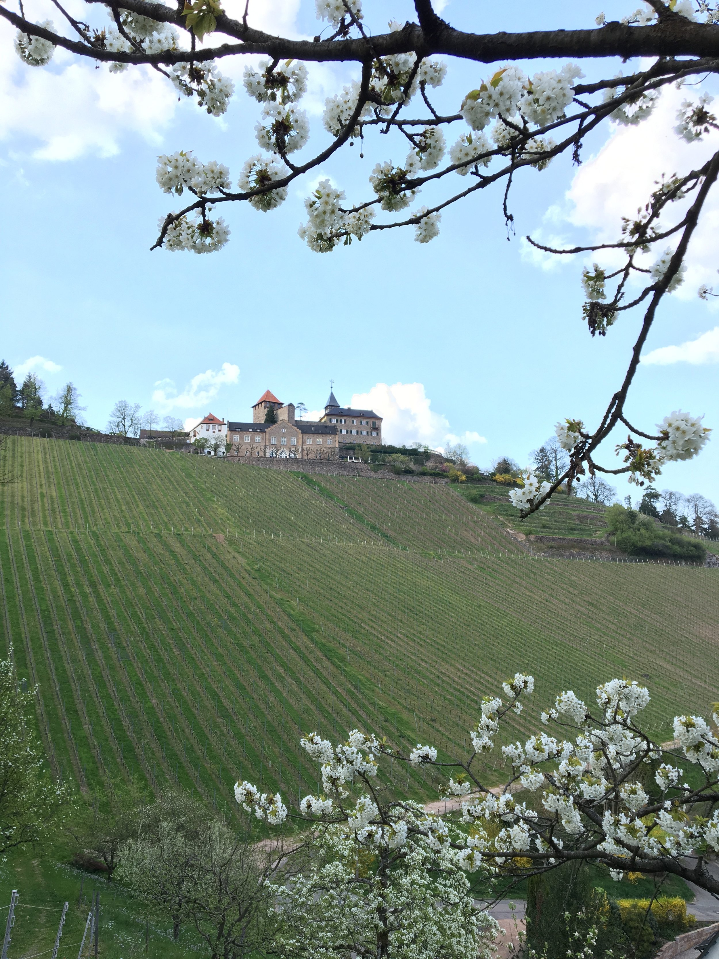 Picturesque Black Forest Region