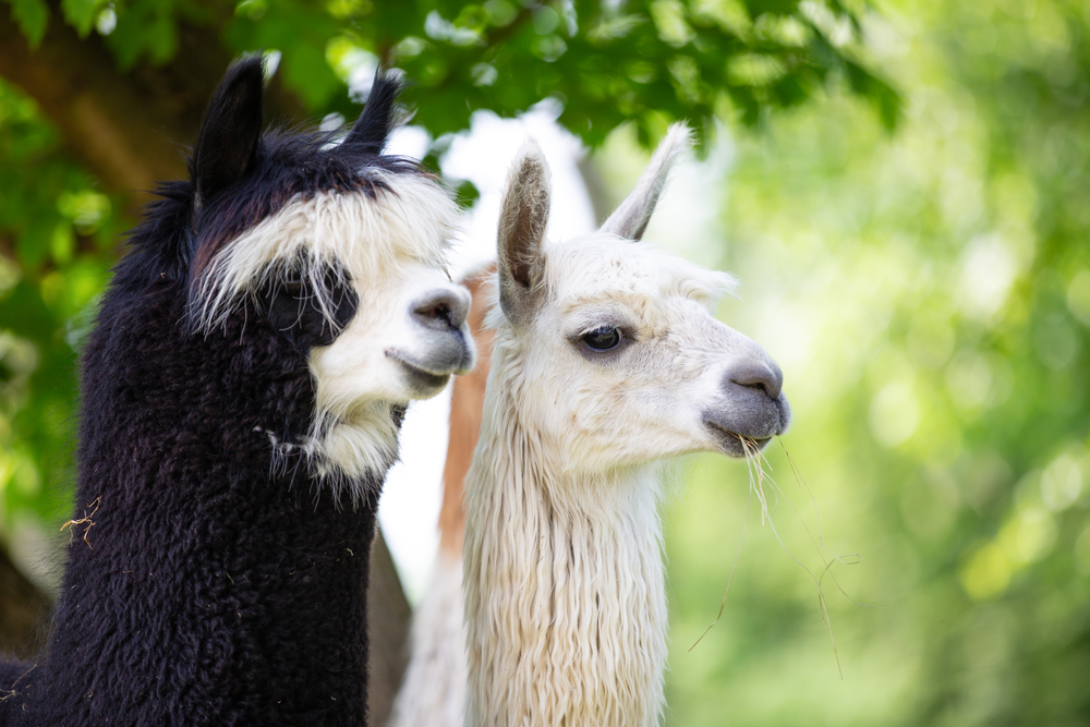 T1F Family Fun Day 🌸💚