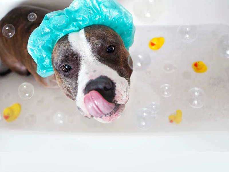 Andys-grooming-daycare-4-bubble-bath.jpg