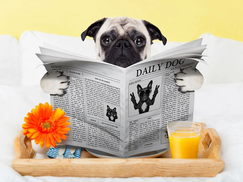 pup-reading-newspaper.jpg