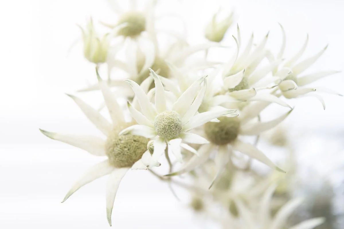 Botanical