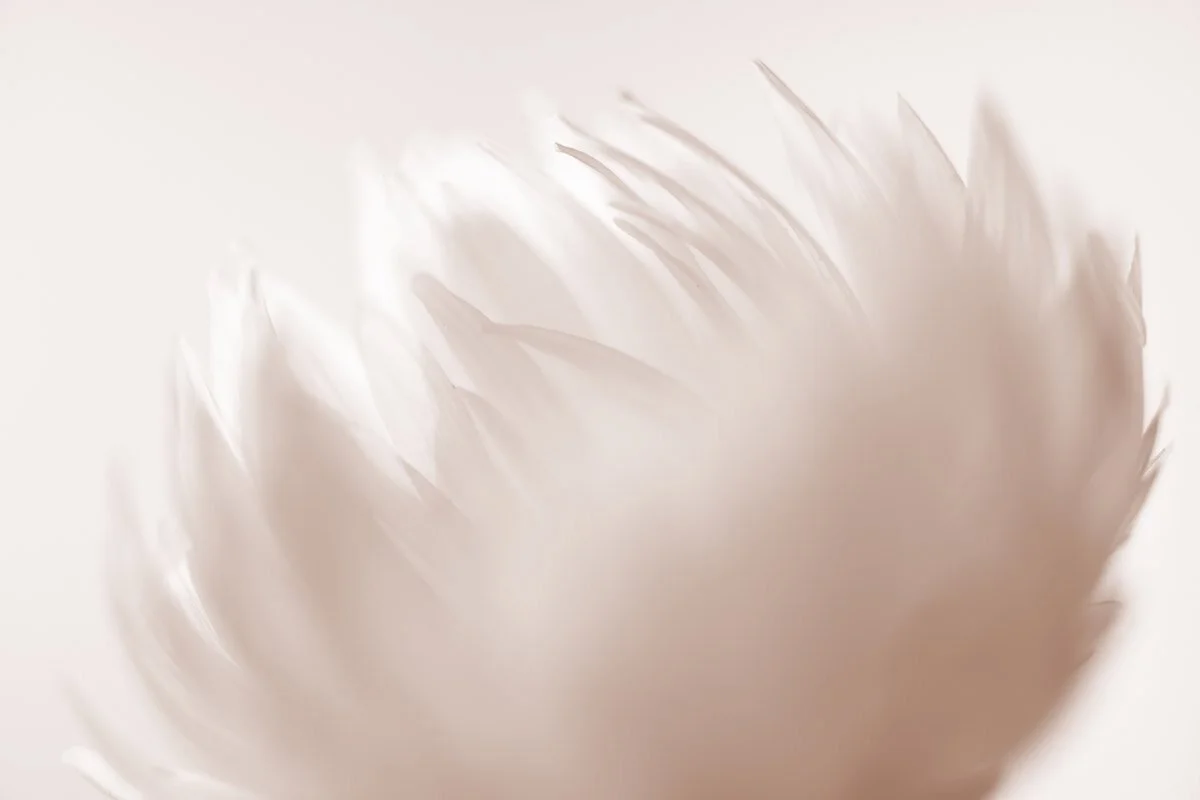 Feathered Peach