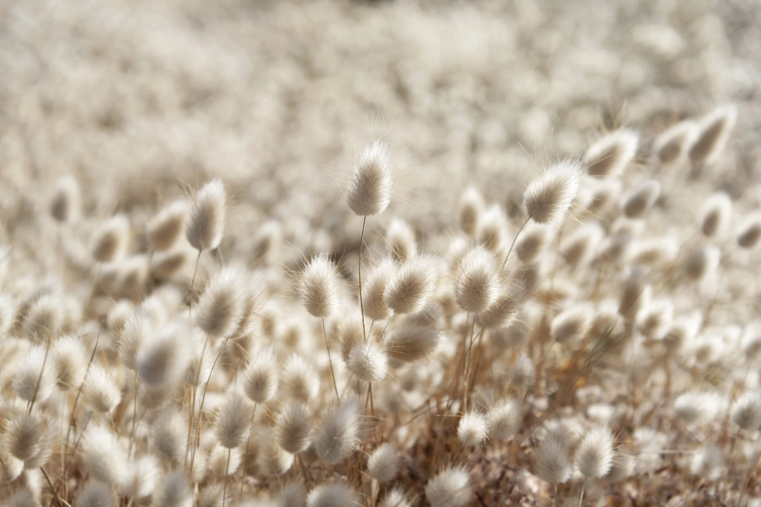 Soft Willow