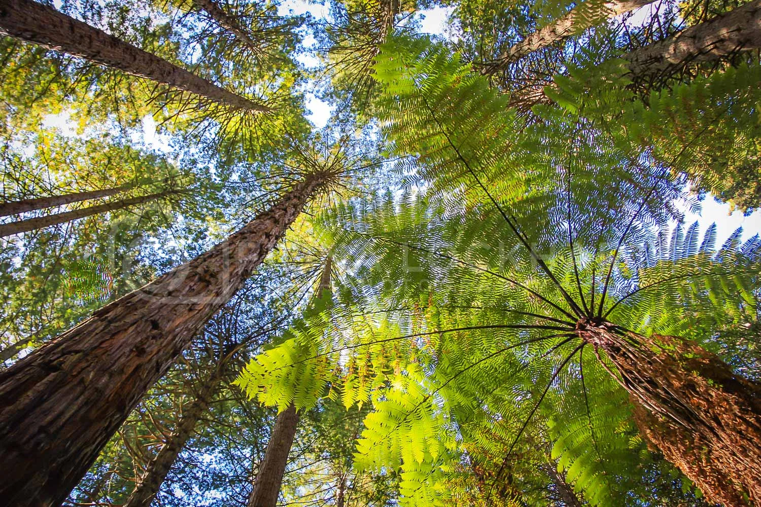 Nature (2 of 12).jpg