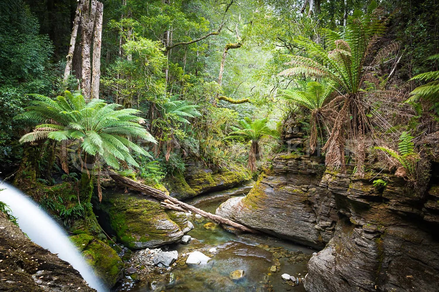 Nature (11 of 12).jpg
