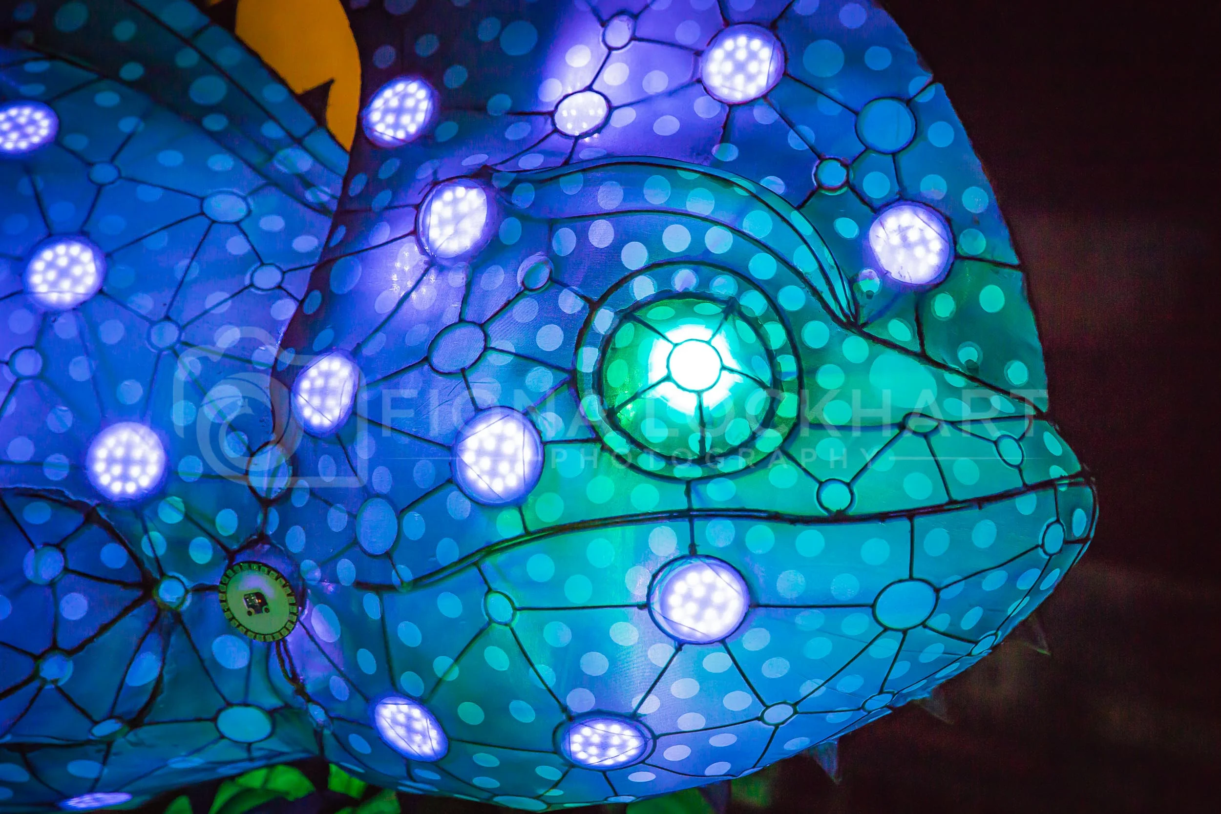 Vivid (12 of 35).jpg