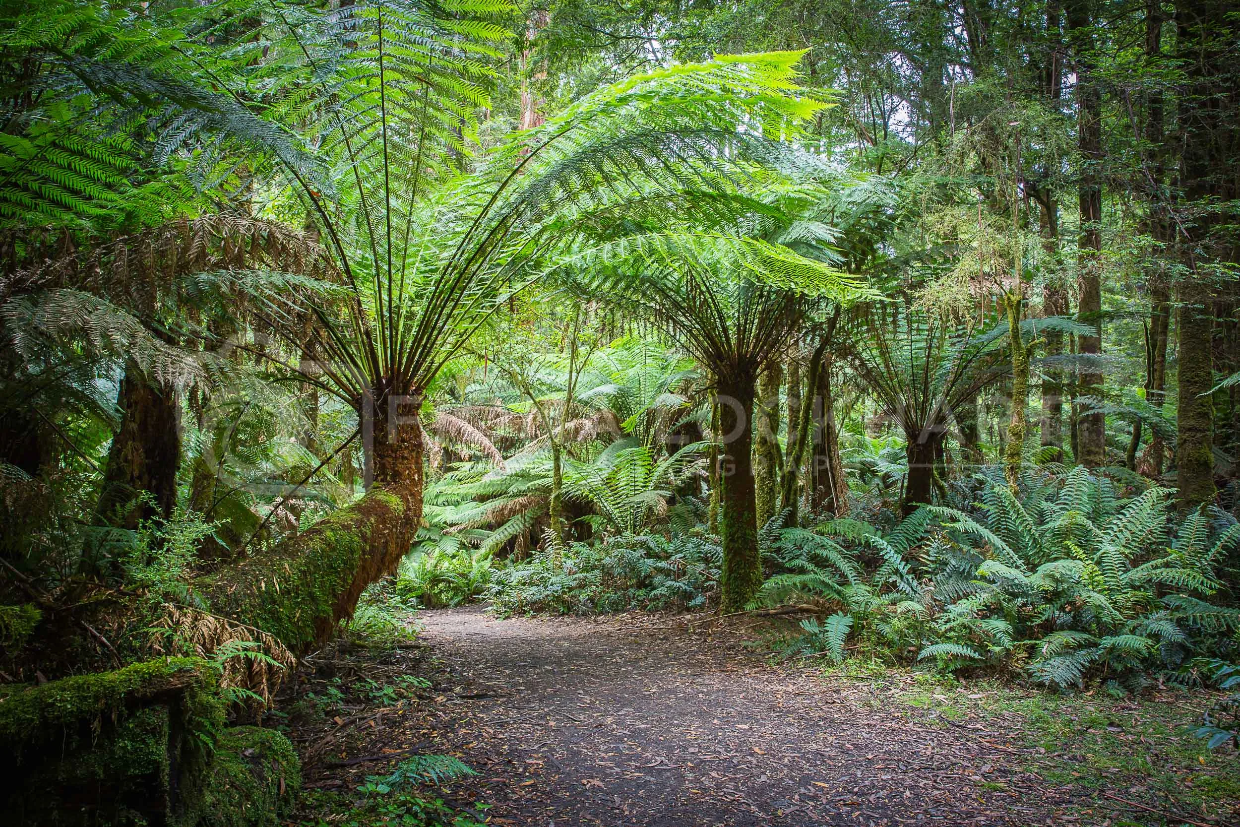 Otways (1 of 20).jpg