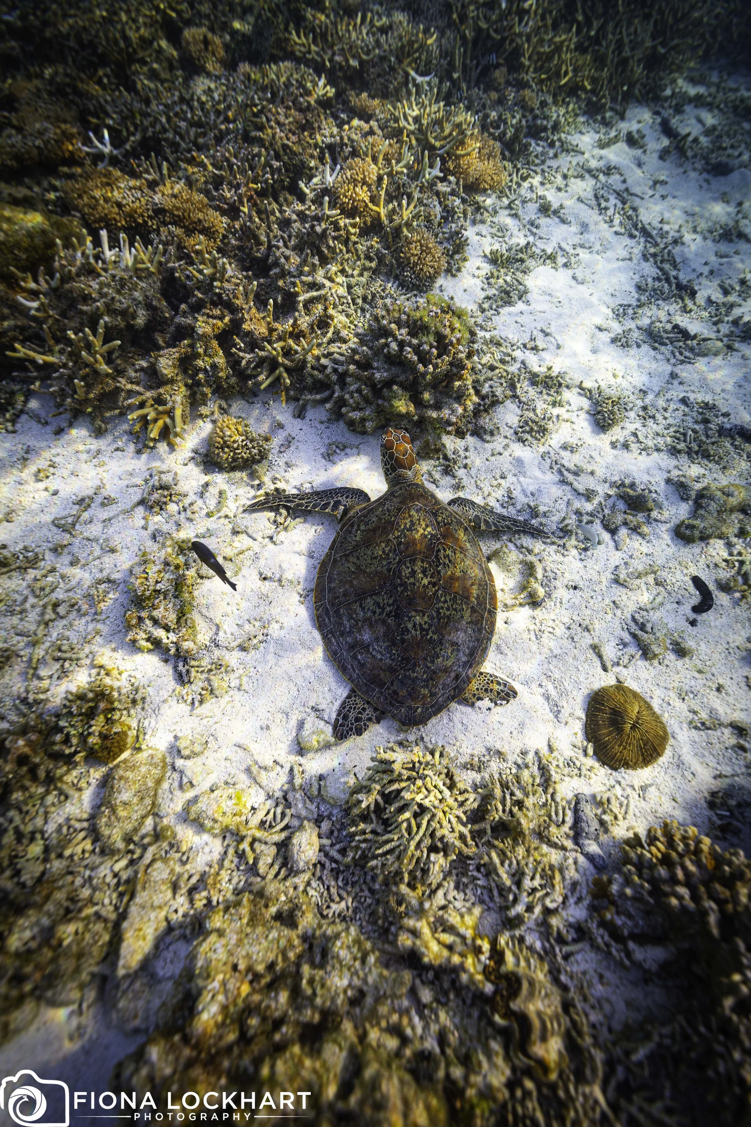 LEI_Turtle on sand-2.jpg