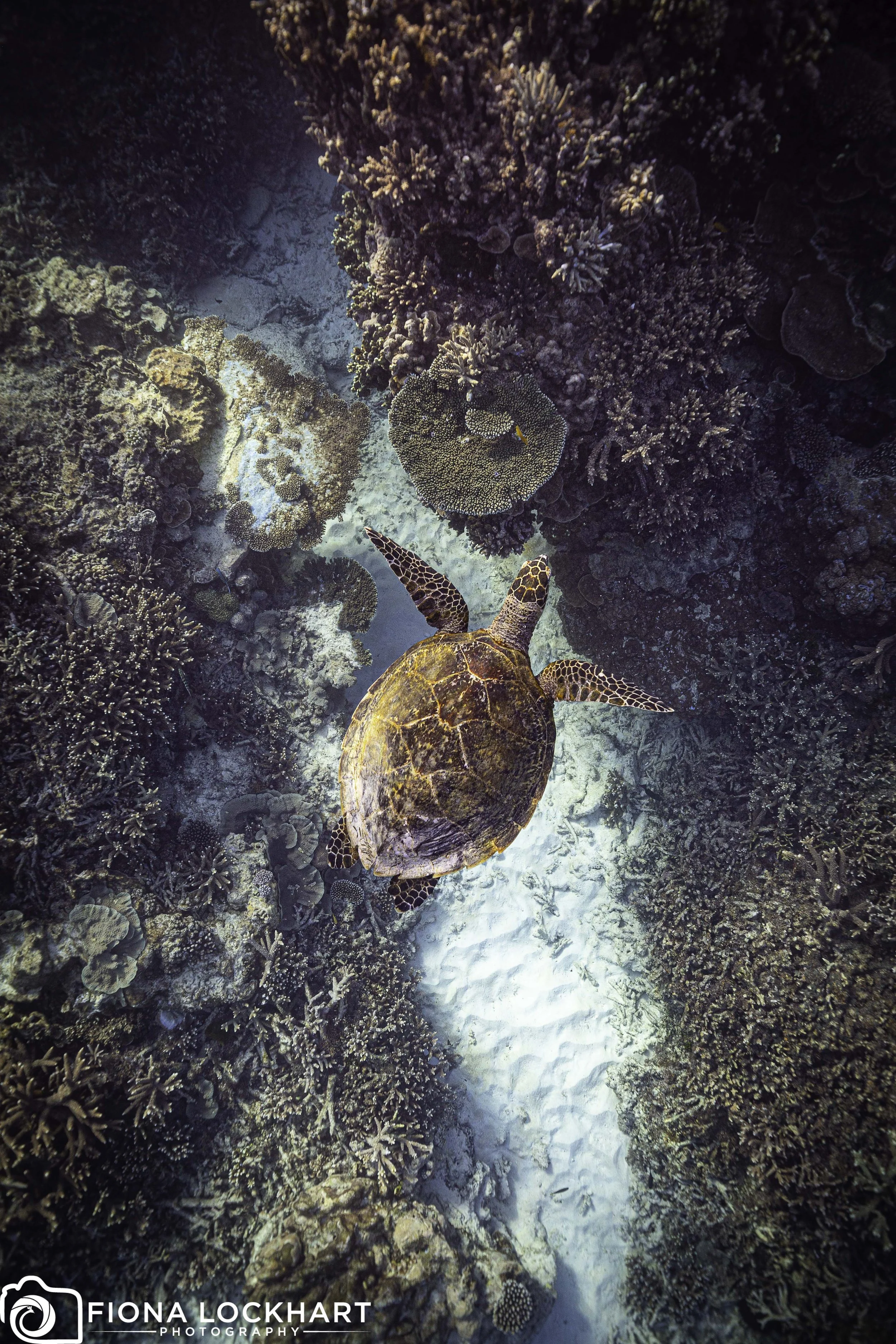 LEI_Turtle.jpg