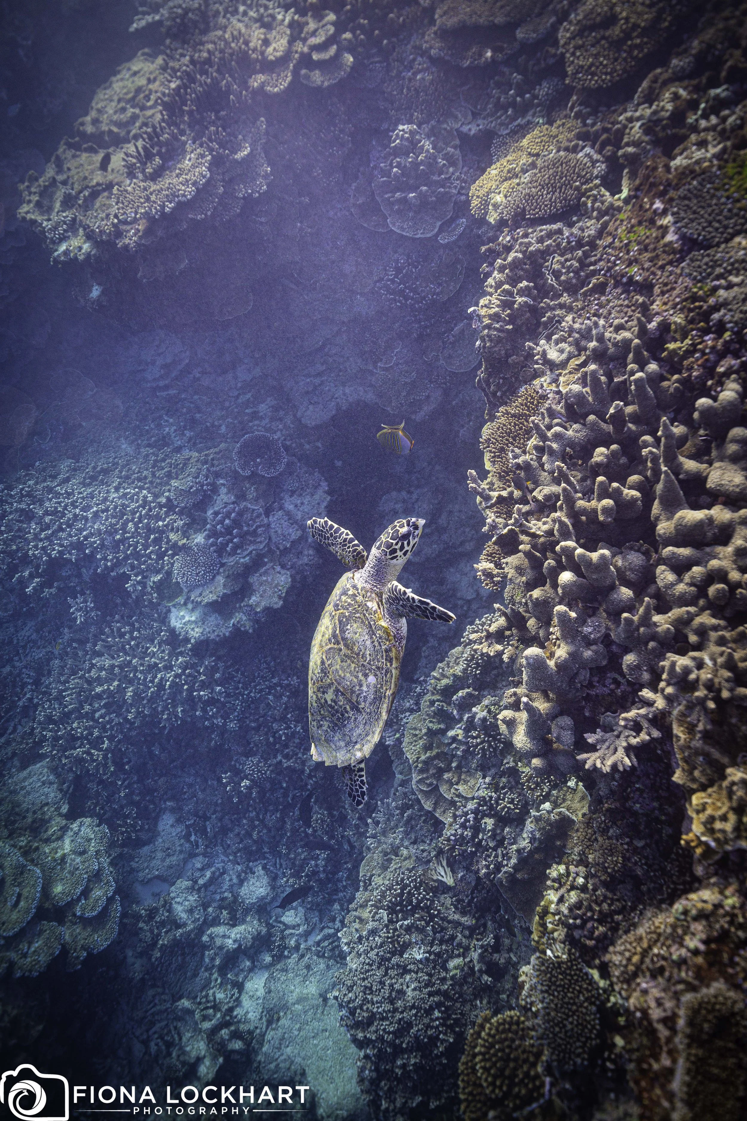 LEI_Vertical Turtle.jpg