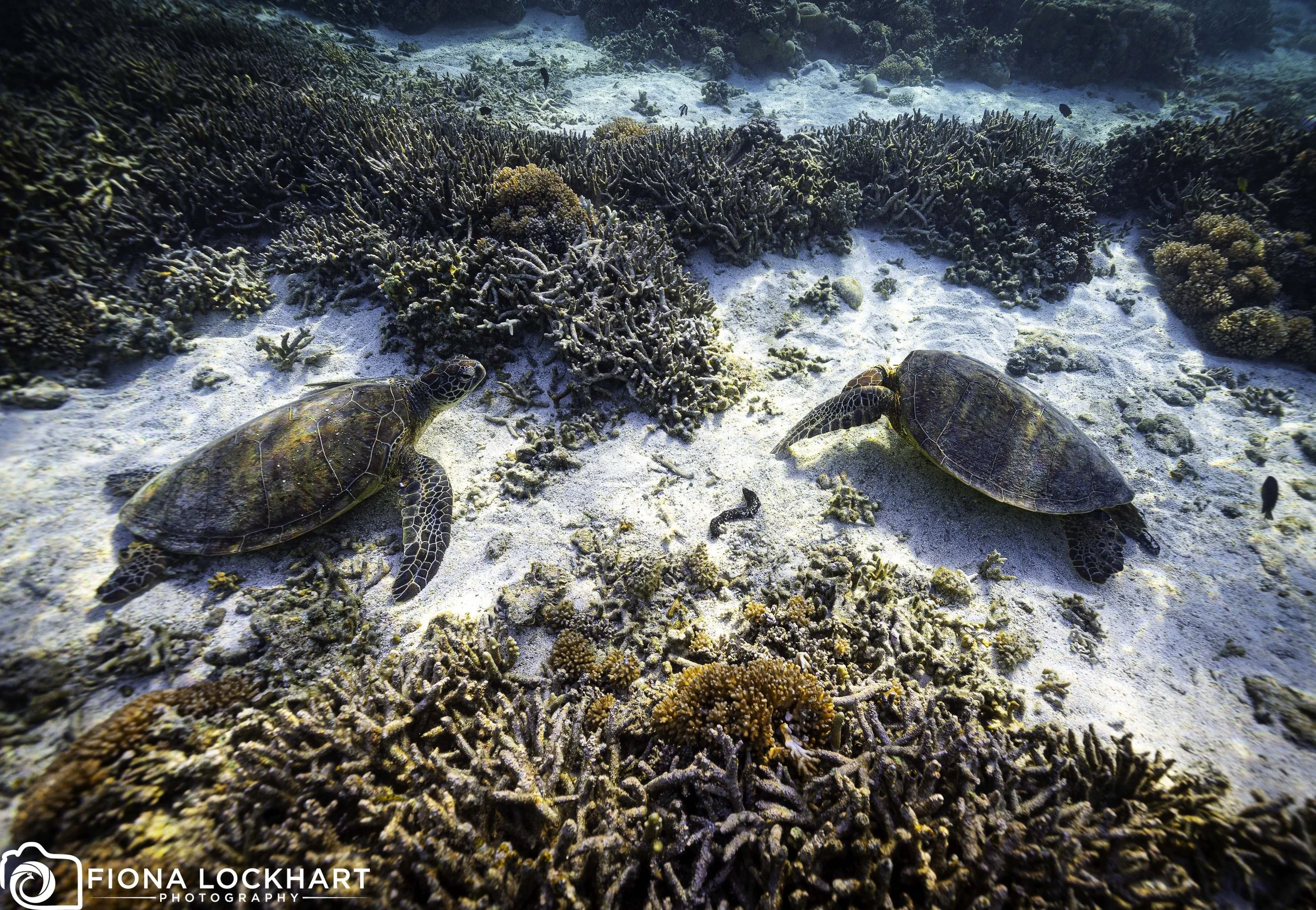 LEI_Turle Lagoon 3.jpg