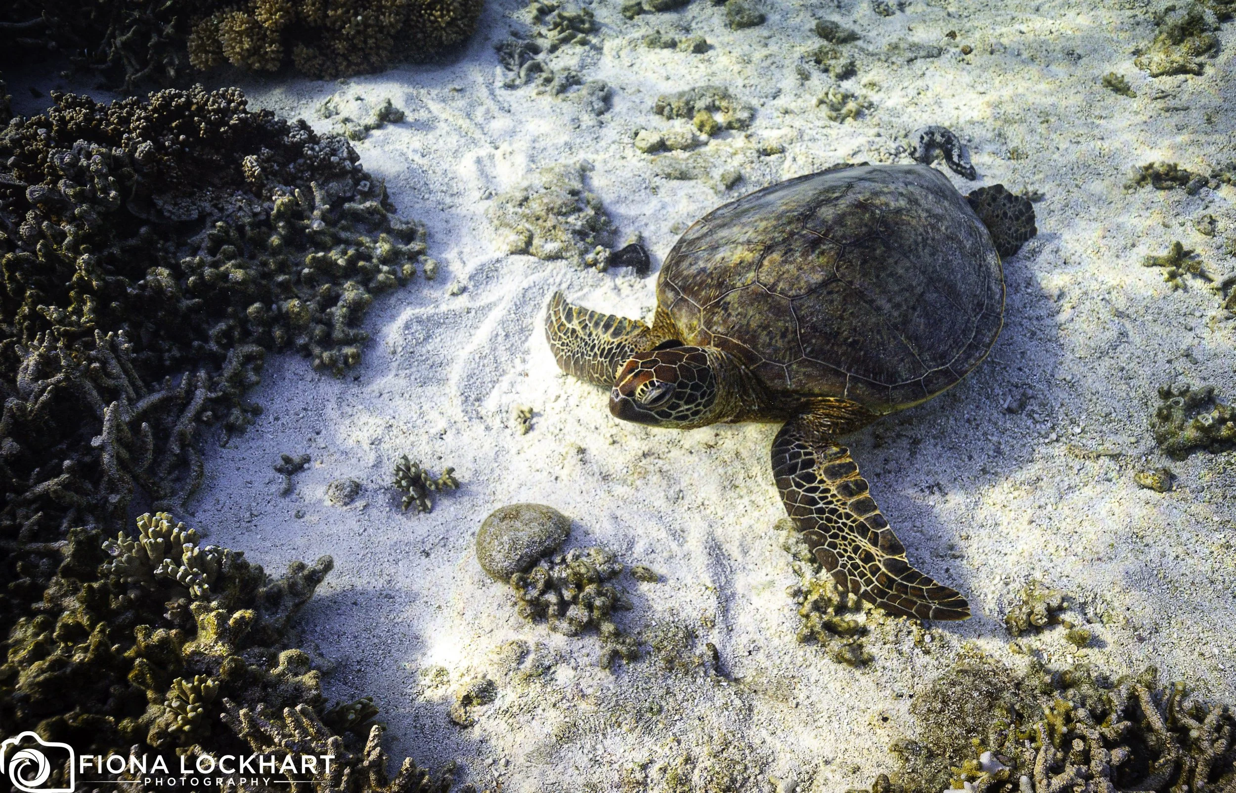 LEI_Turle Lagoon 2.jpg