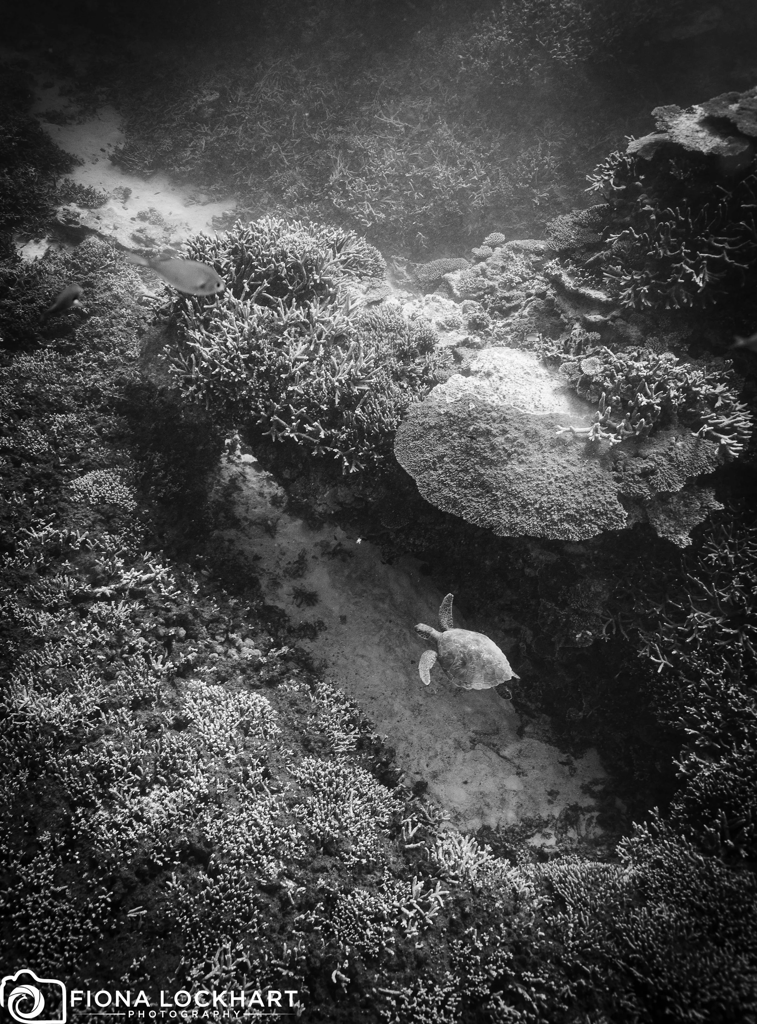 LEI_Turtle BW.jpg