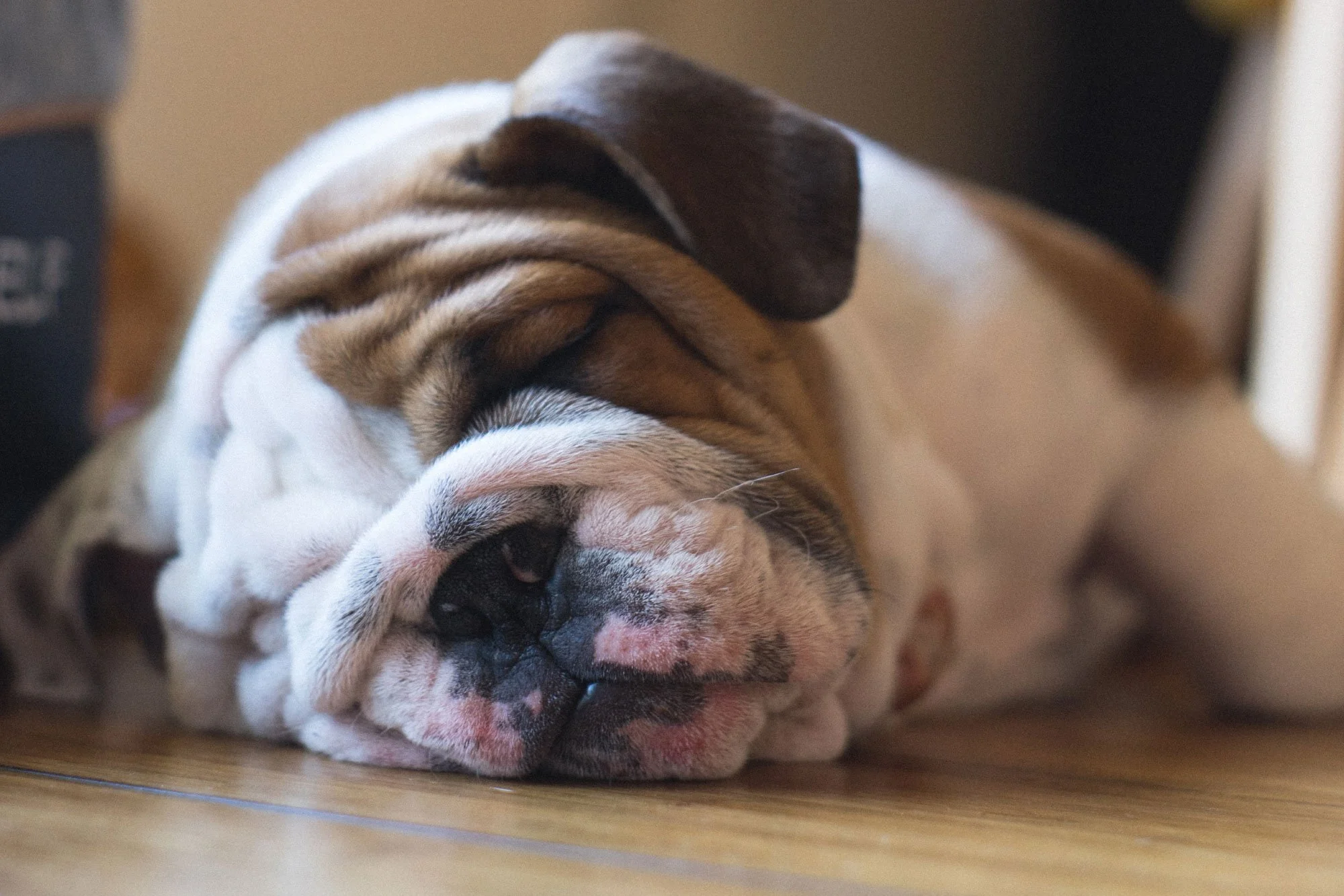 Dog Friendly — The White Hart, Ampthill Pub, Restaurant, Hotel