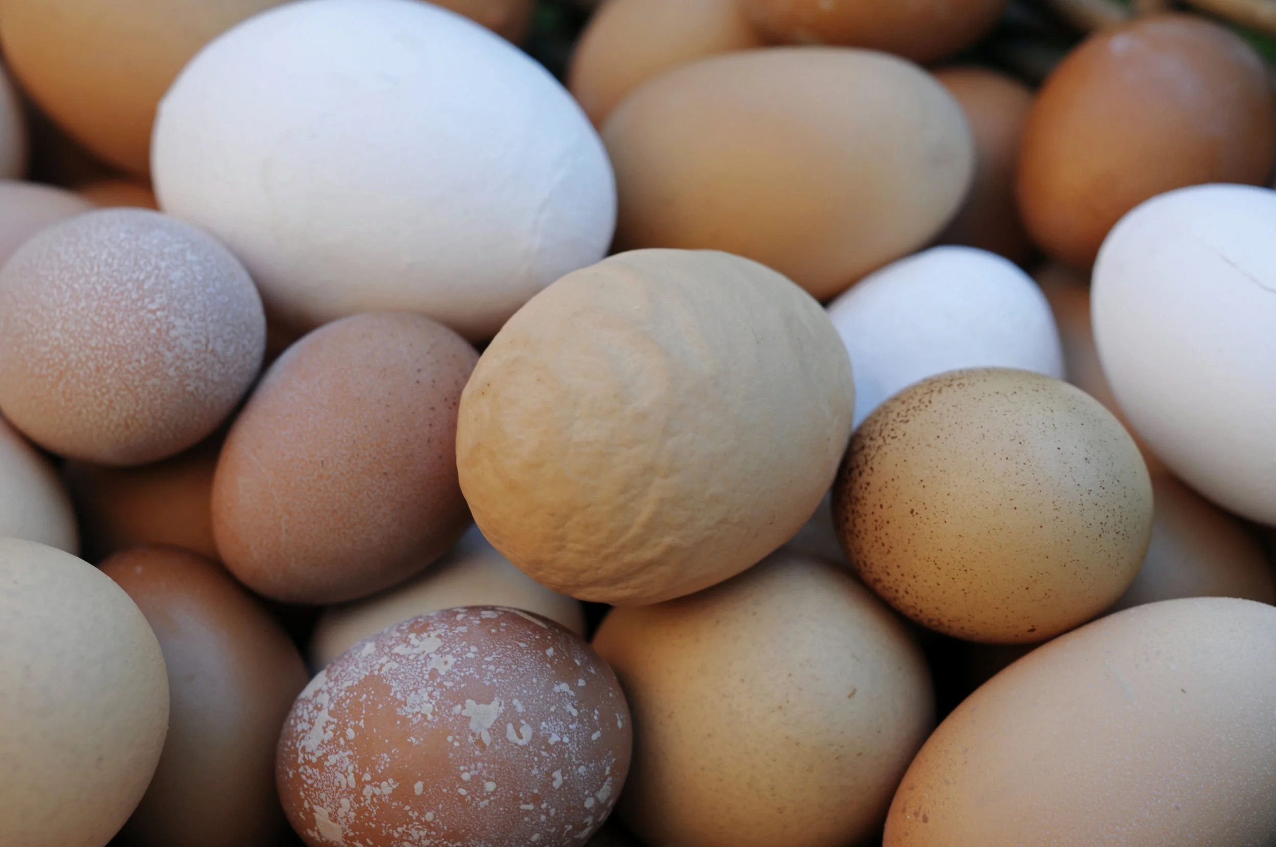 Spiselig naturfag –&nbsp;egget 