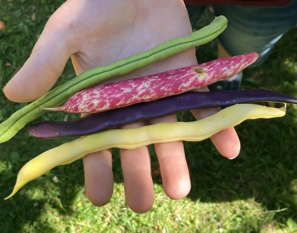 Belgfrukt er supermat! 