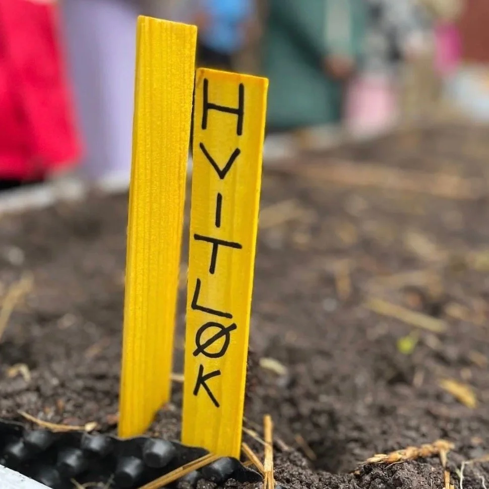 Ikke ett fedd – sett hvitløken nå
Hvitløken blir størst og best hvis du setter den på senhøsten. Da får den tid til å slå røtter og vokse seg stor. Hvert hvitløksfedd blir