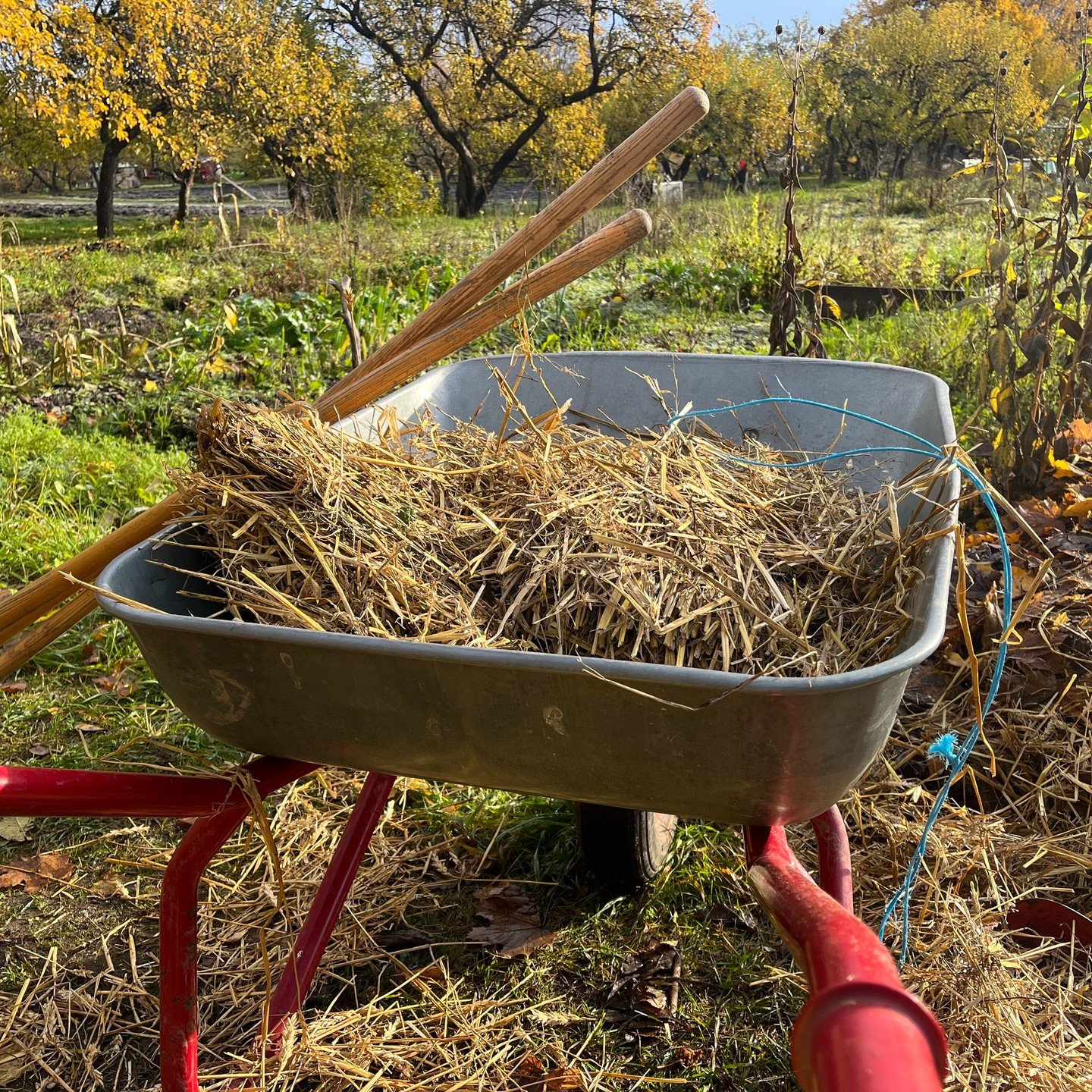 Tiendeklasse fra Sofienberg skole er i skolehagen i dag! De hjelper gartner Tonje med &aring; sette hvitl&oslash;k og dekke til med l&oslash;v, ull og halm. Ogs&aring; komposten f&aring;r seg en liten omvelting. Inne i drivhuset lager de klappebr&osl
