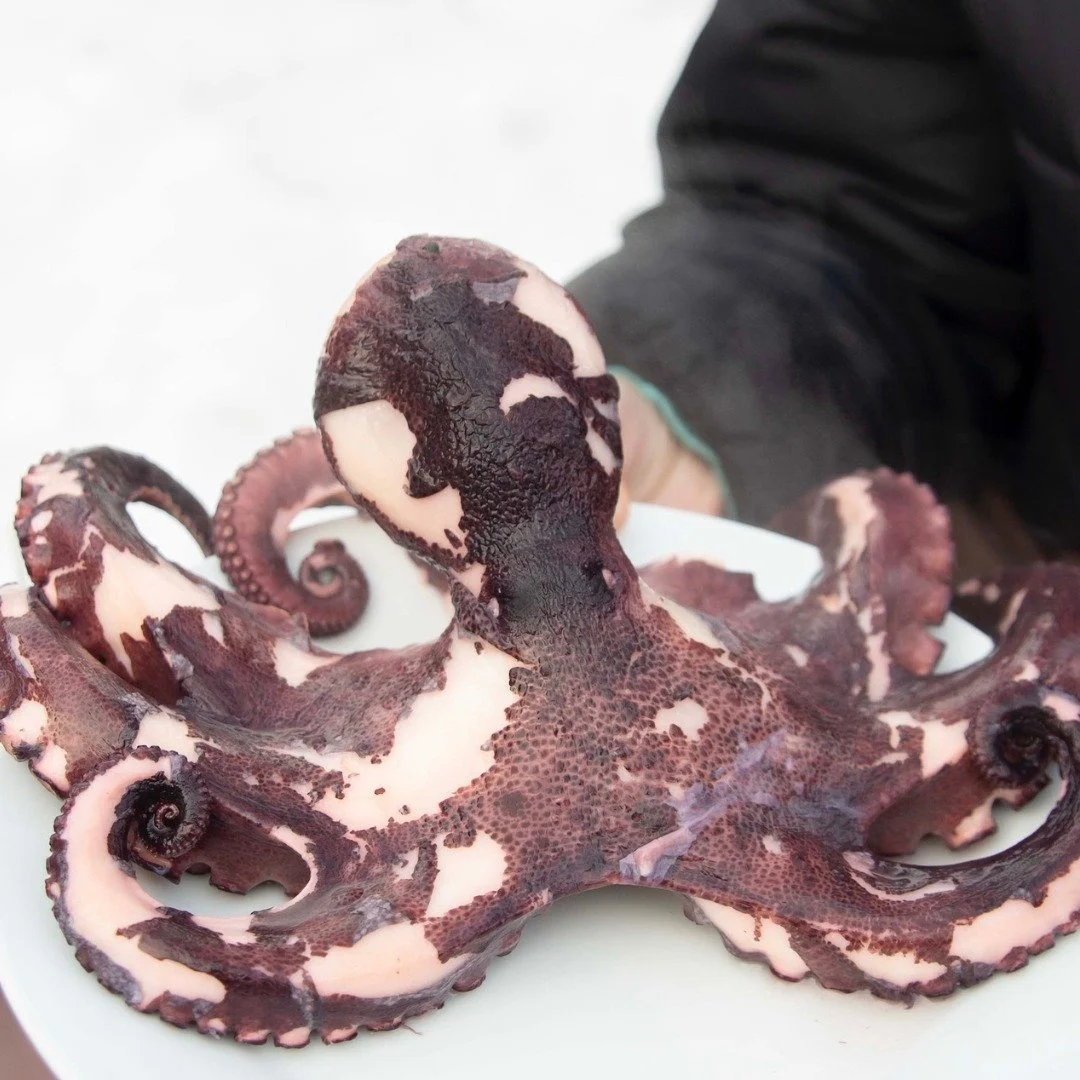 &ndash;&nbsp;Jeg elsker blekksprut! &ndash; Jeg ogs&aring;! 

For en fest det er p&aring; Geitmyra n&aring;r glade og nysgjerrige barnehagebarn kaster seg over blekksprut, skrei, tang, t&oslash;rrfisk og bl&aring;skjell!