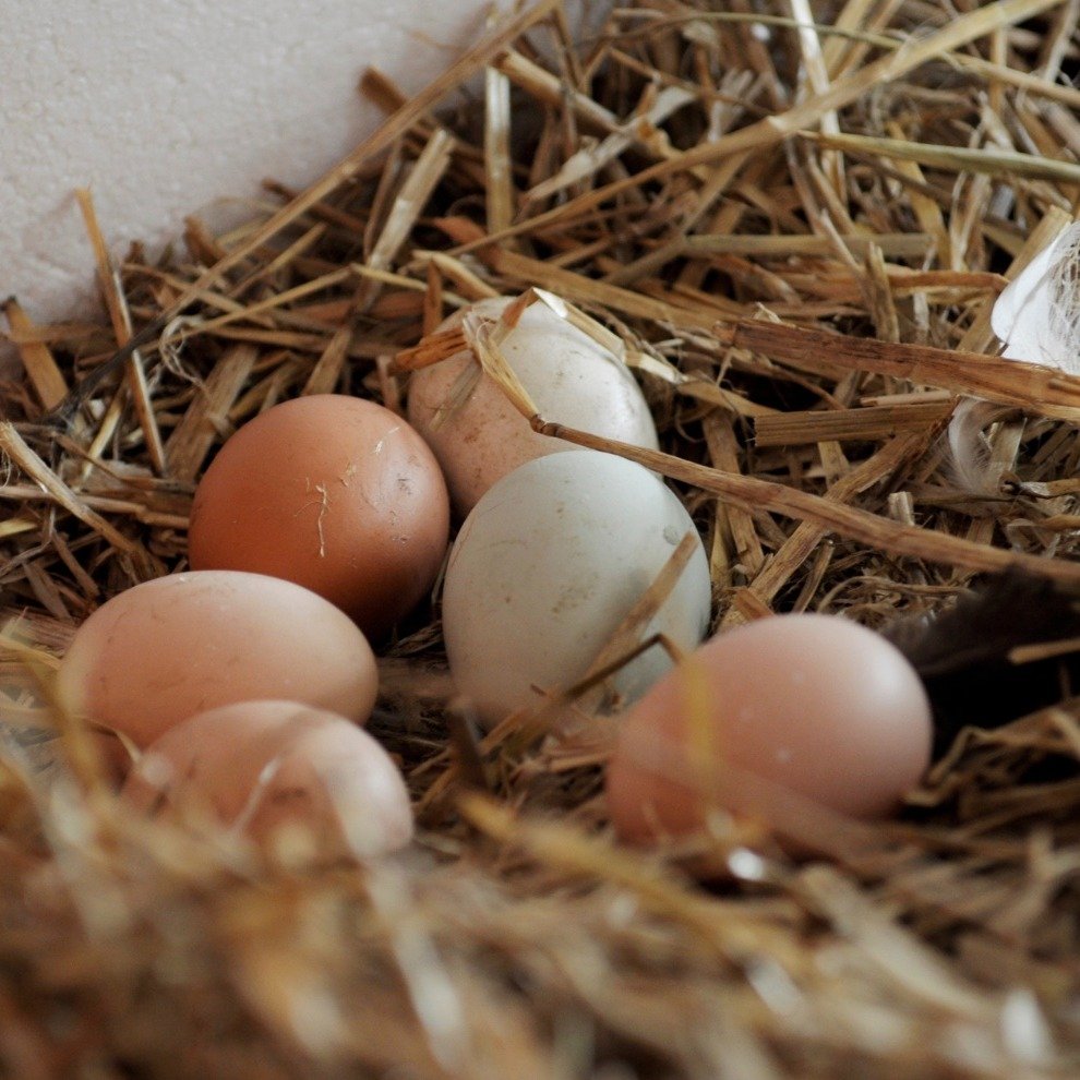 P&aring;skeegget! P&aring; Geitmyra har vi egne h&oslash;ner og de legger egg i olivengr&oslash;nt, himmelbl&aring;tt, kaffebrunt, lakserosa, betonggr&aring;tt og kremhvitt. De er like vakre som et Faberg&eacute;-egg og smaker himmelsk. 

Hvorfor spi