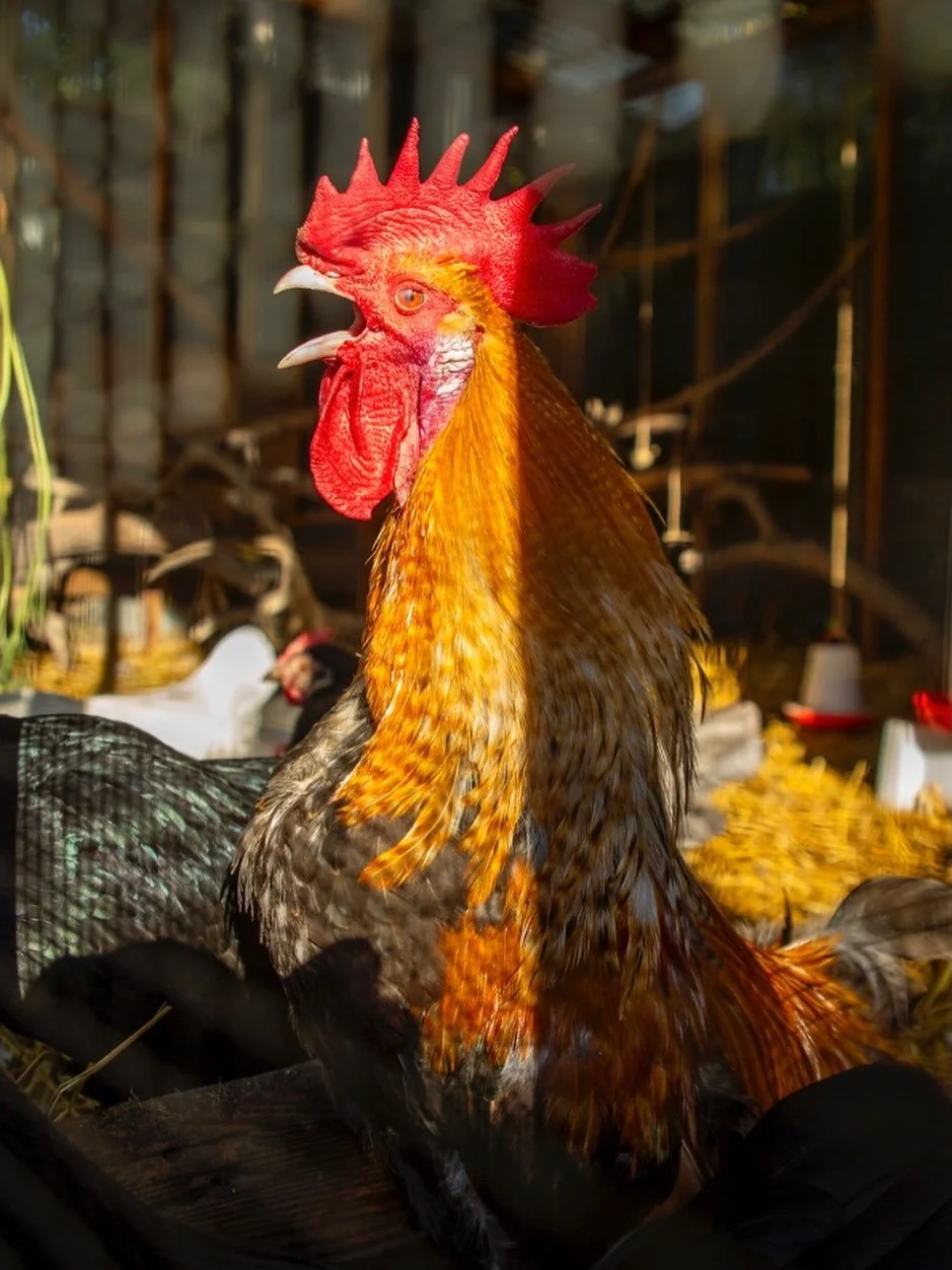 Glad p&aring;ske til alle!