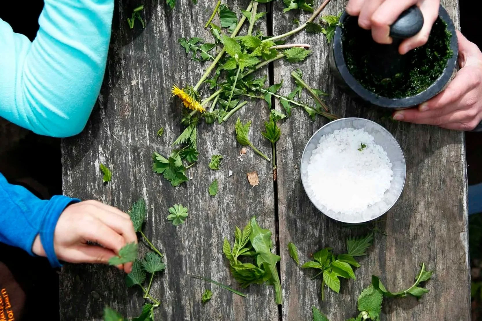 Spiselig naturfag –&nbsp;ville vekster