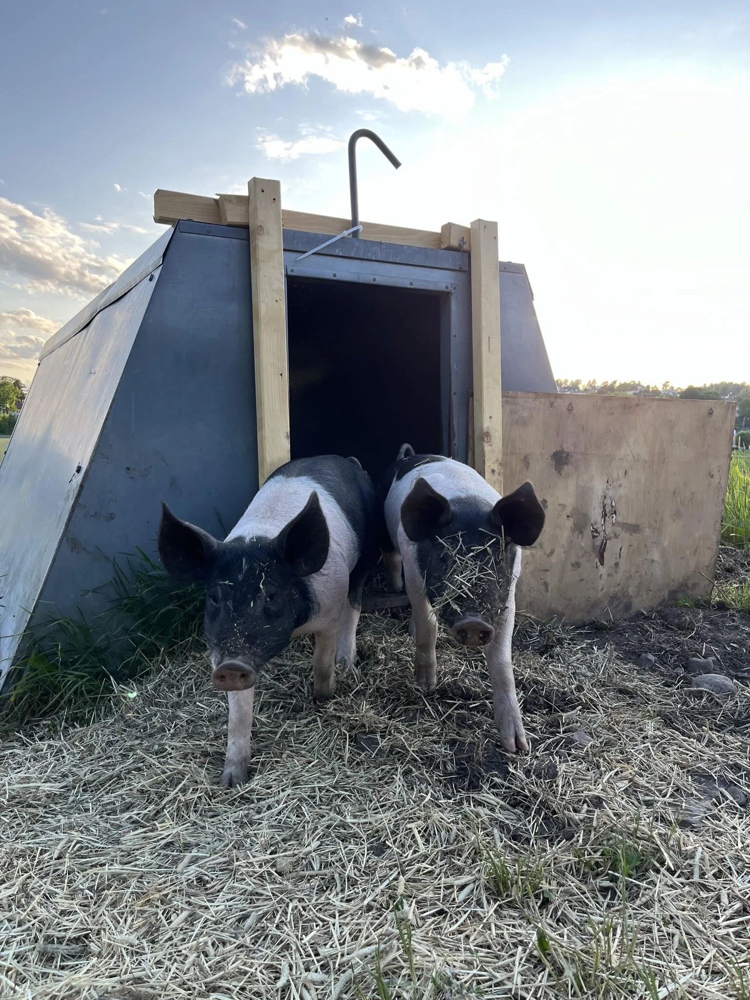 Grisefin gave til Geitmyra Tønsberg