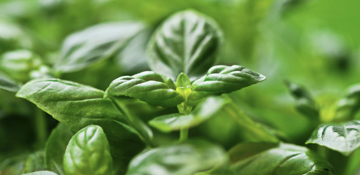 Smak verden: Basilikum – så og smak 