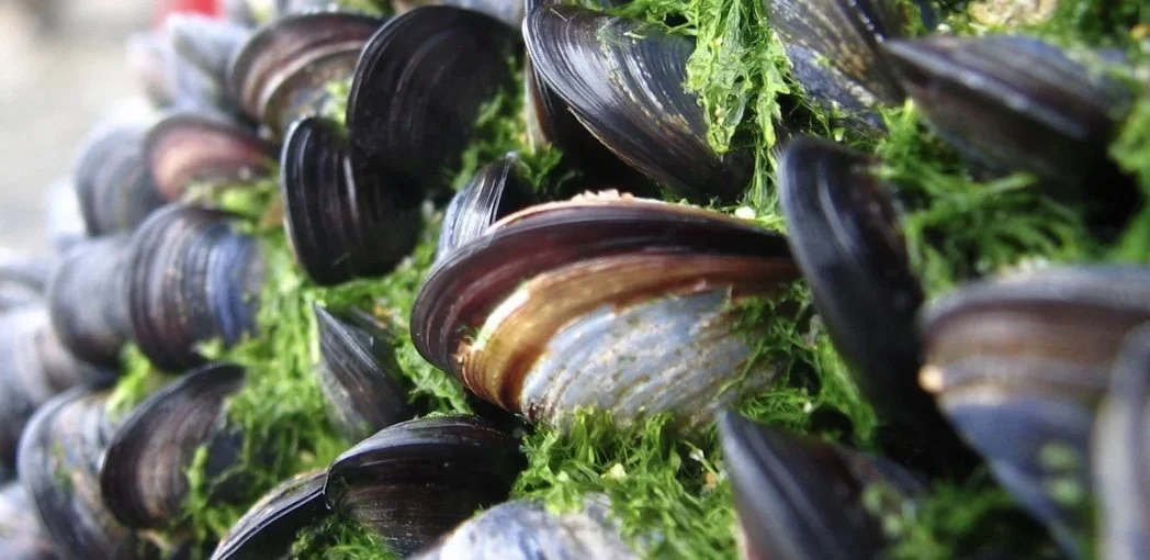 Smak på havet –&nbsp;blåskjell 