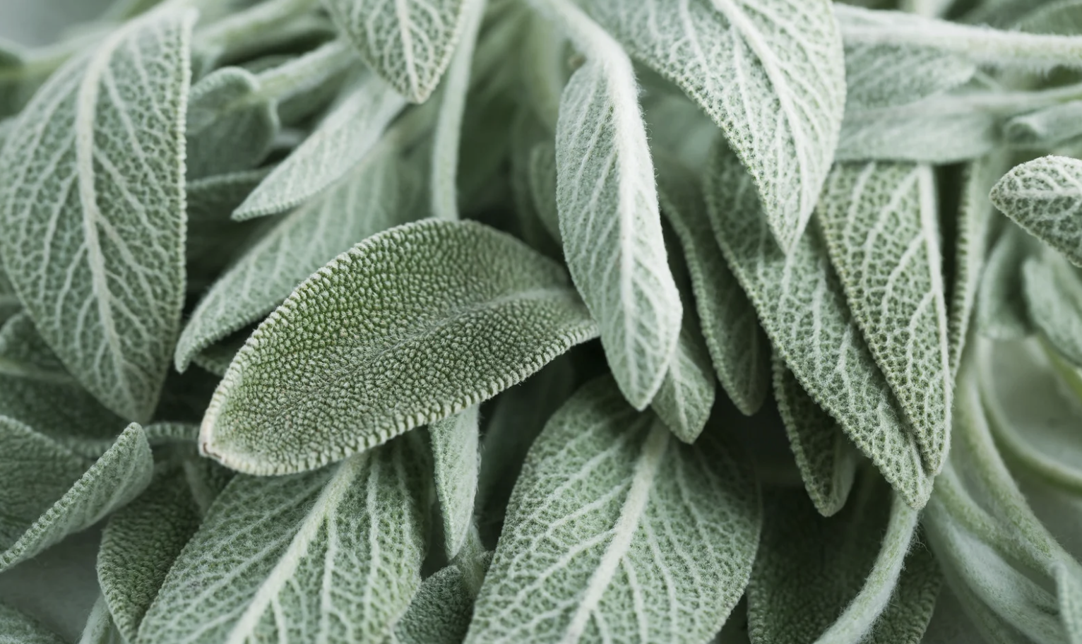 Smak verden: Salvie og oregano 