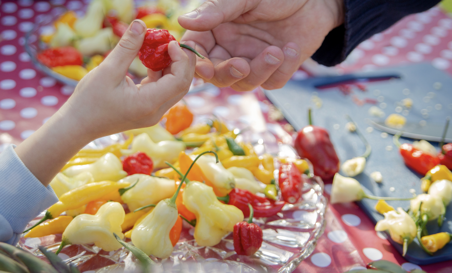 Smak verden: Chili 