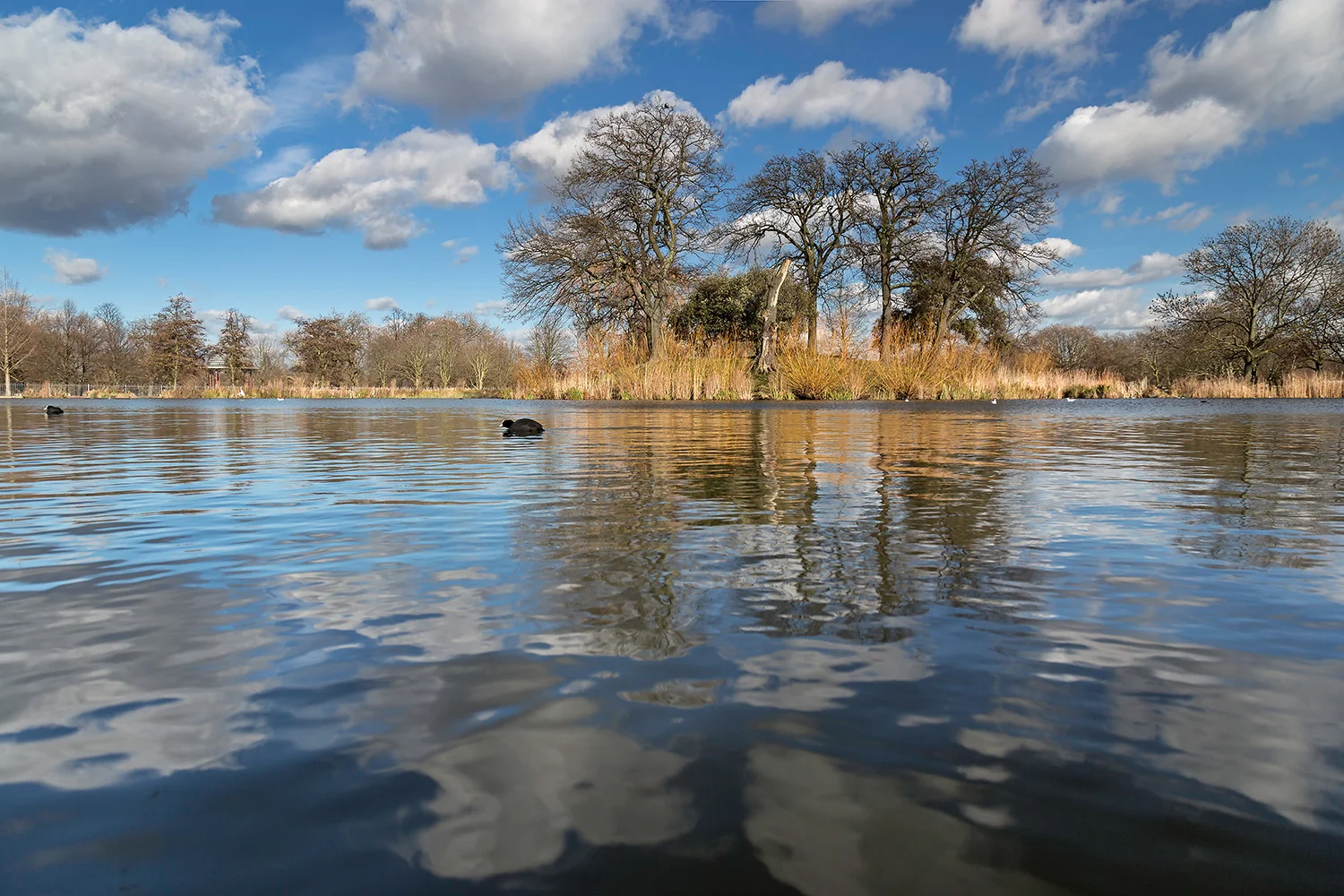 Clapham Common Fishing Lake 1.jpg