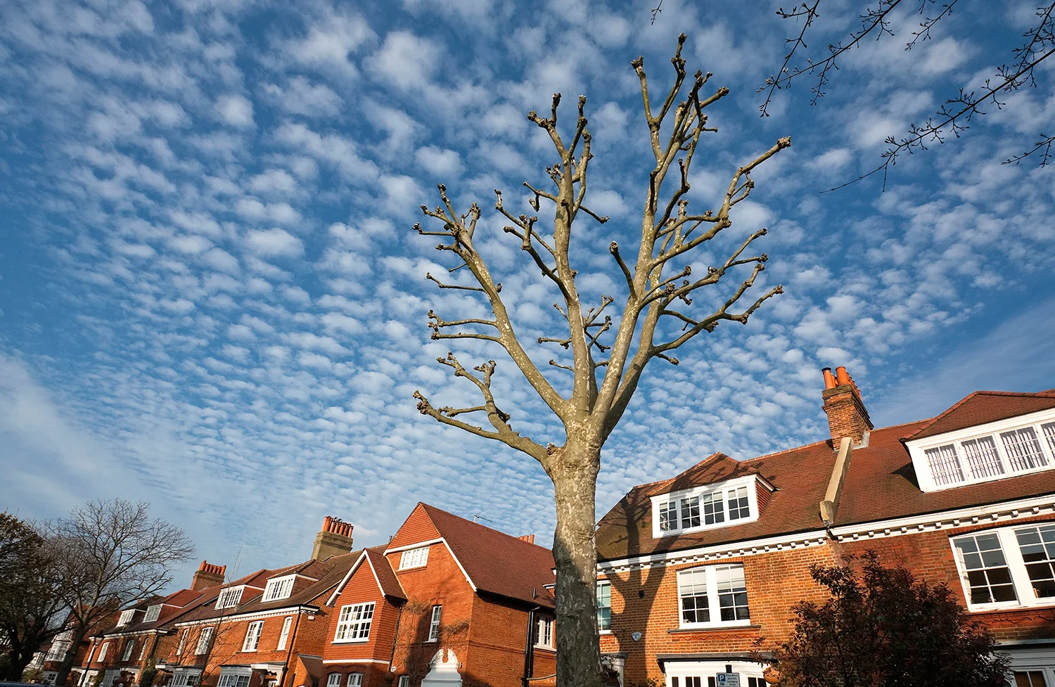 Bedford Park 2_5.jpg