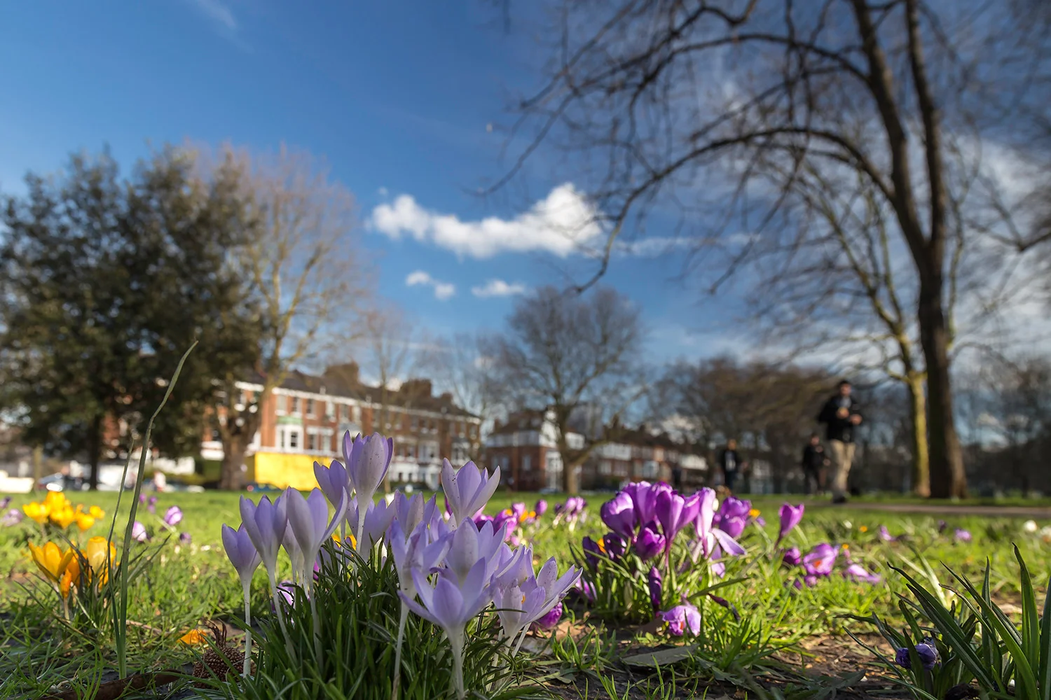 Brook Green Feb 3.jpg